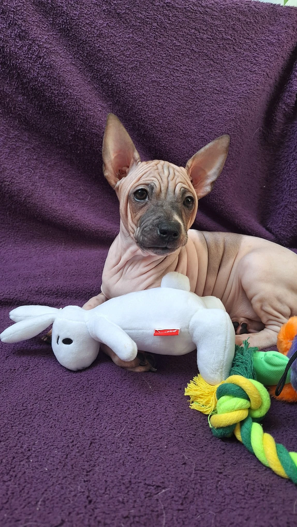 Americký bezsrstý teriér s PP  FCI