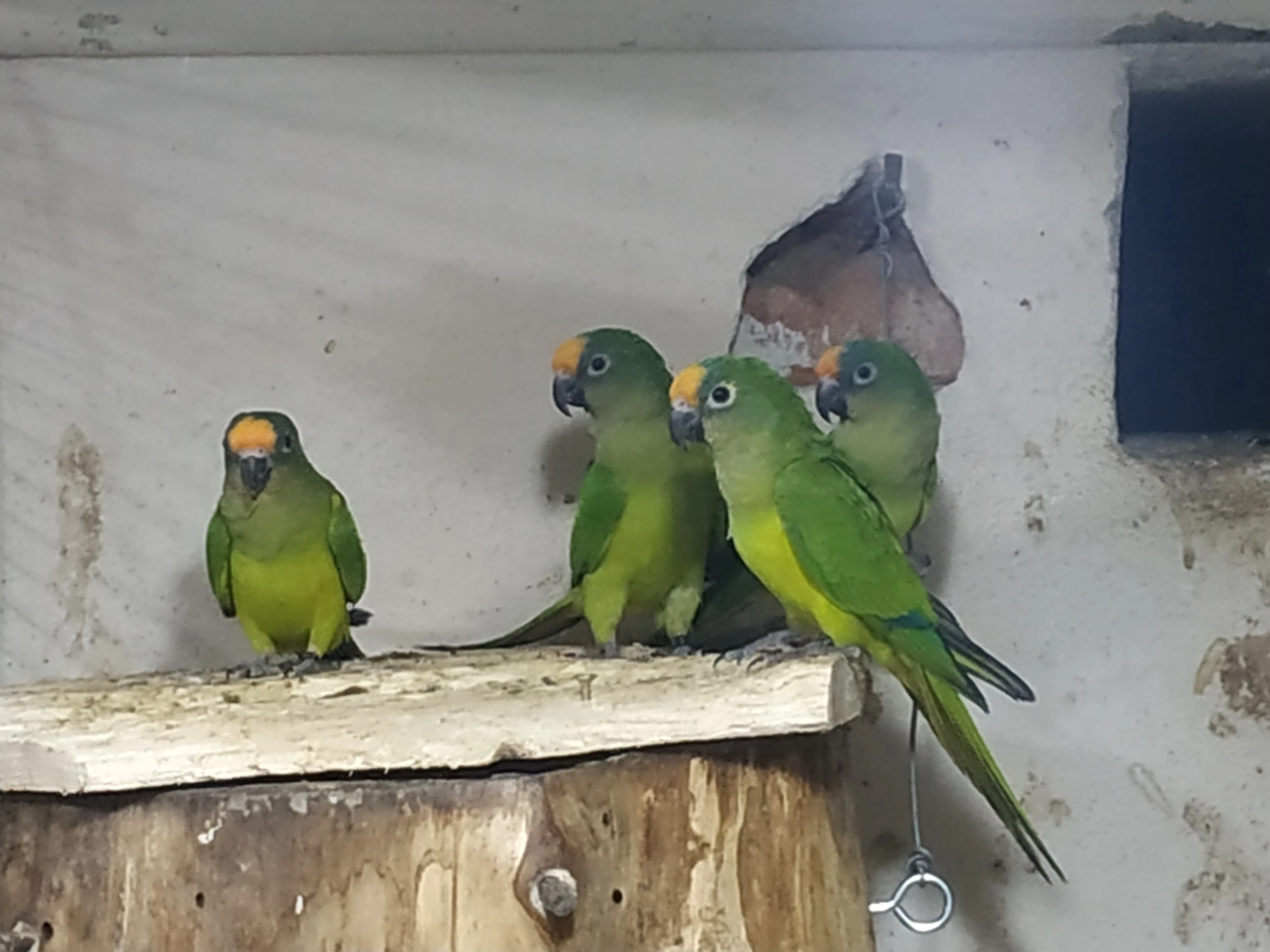 Aratinga zlatočelý