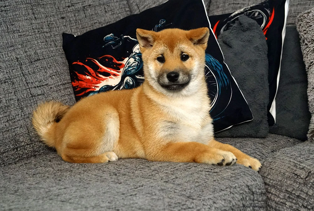 Shiba-Inu s PP FCI z chovatelské stanice pibaro