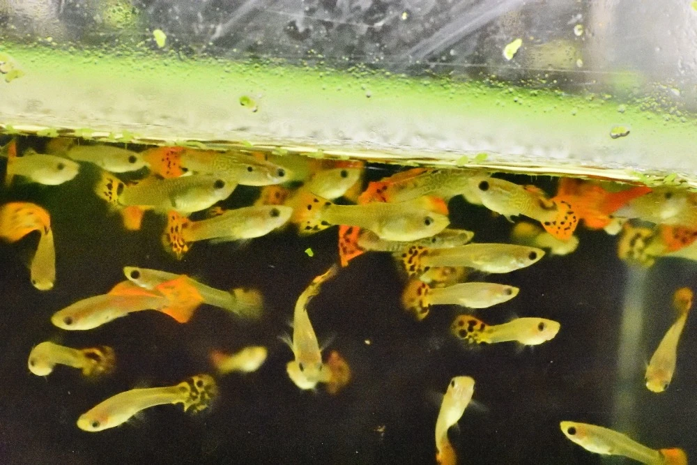 Prodam Živorodky duhové (paví očka)