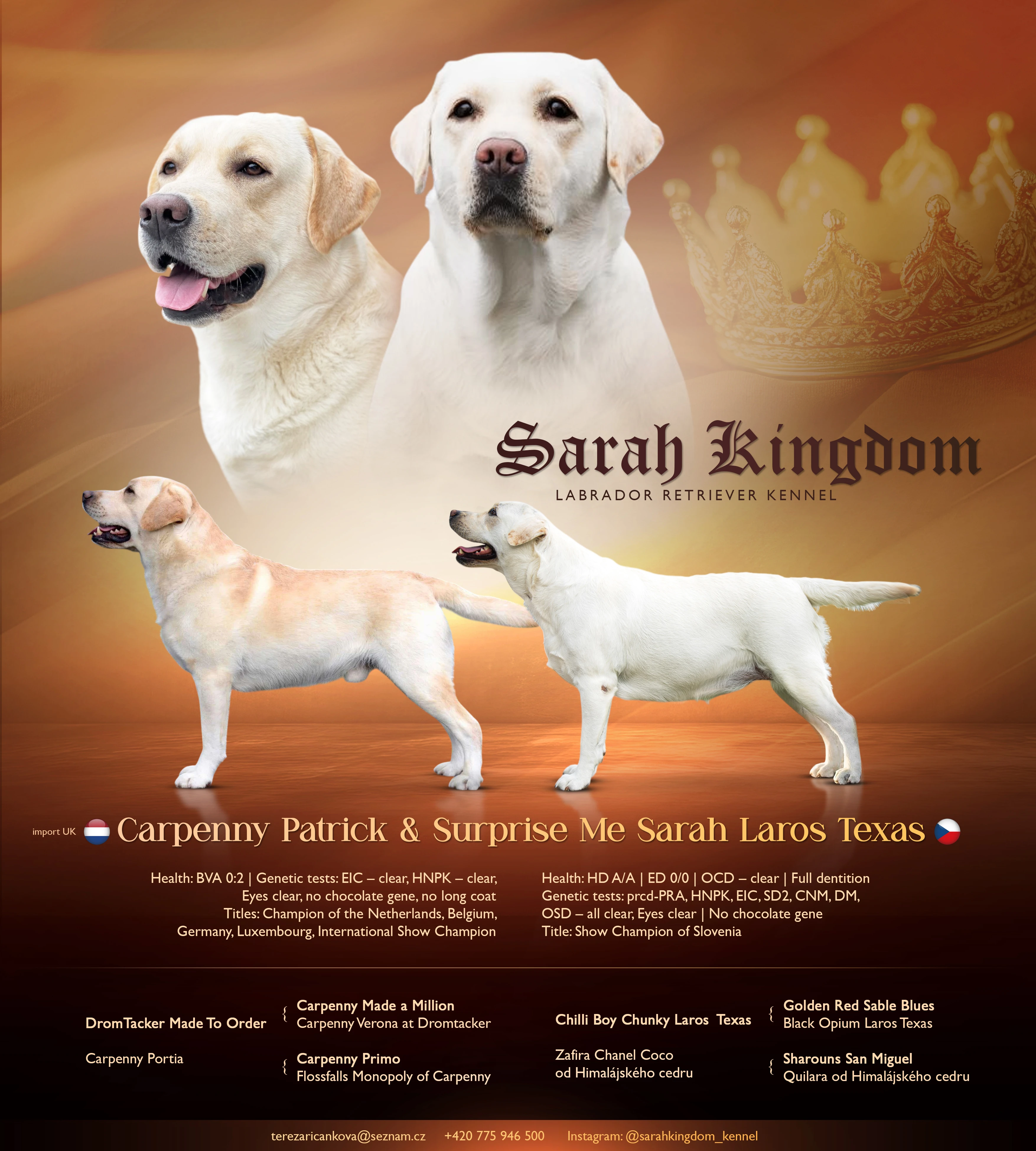 Labradorský retrívr s PP