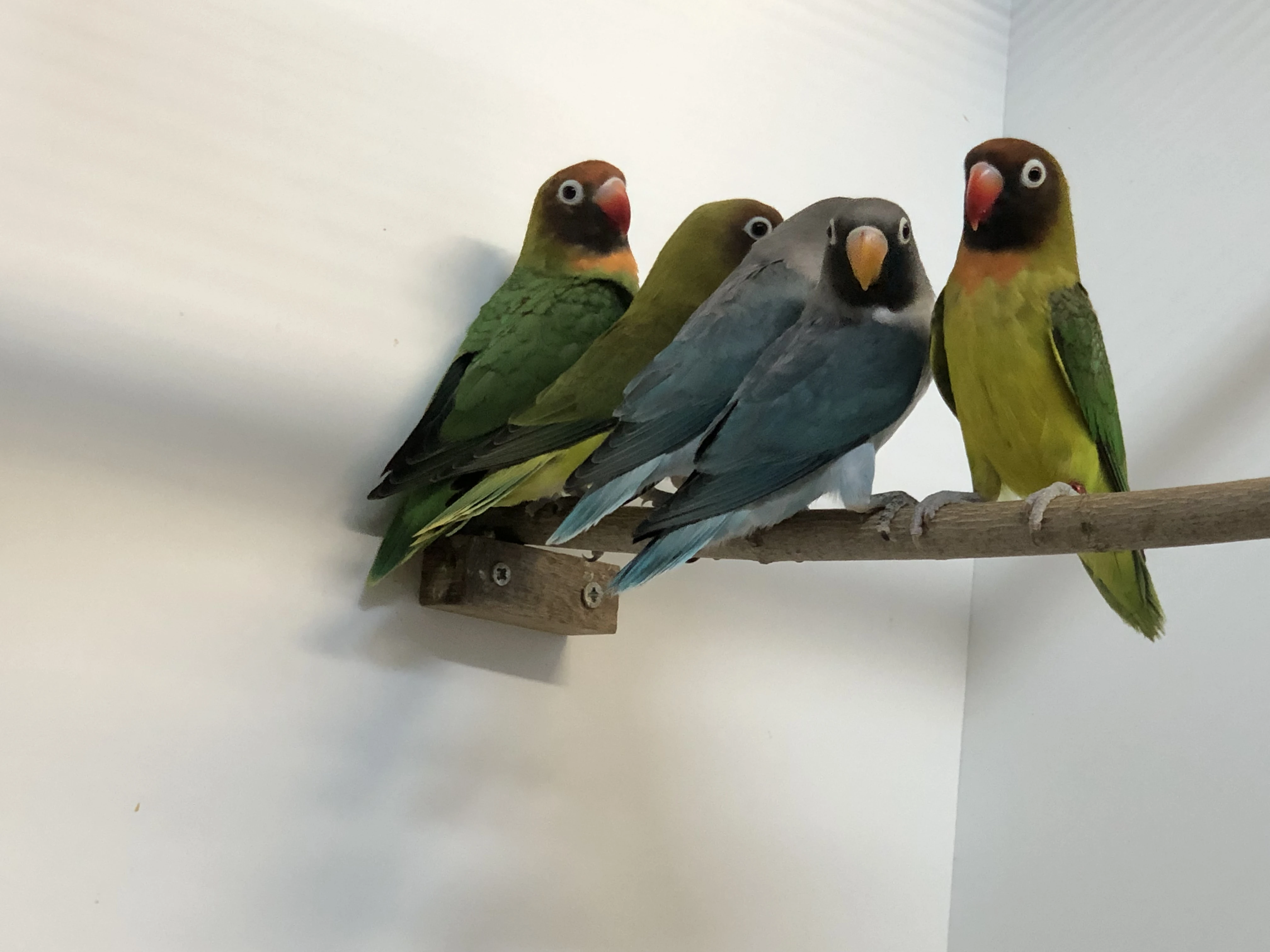 Agapornis hnědohlavý