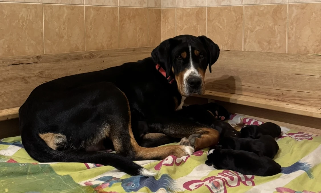 Velký švýcarský salašnický pes