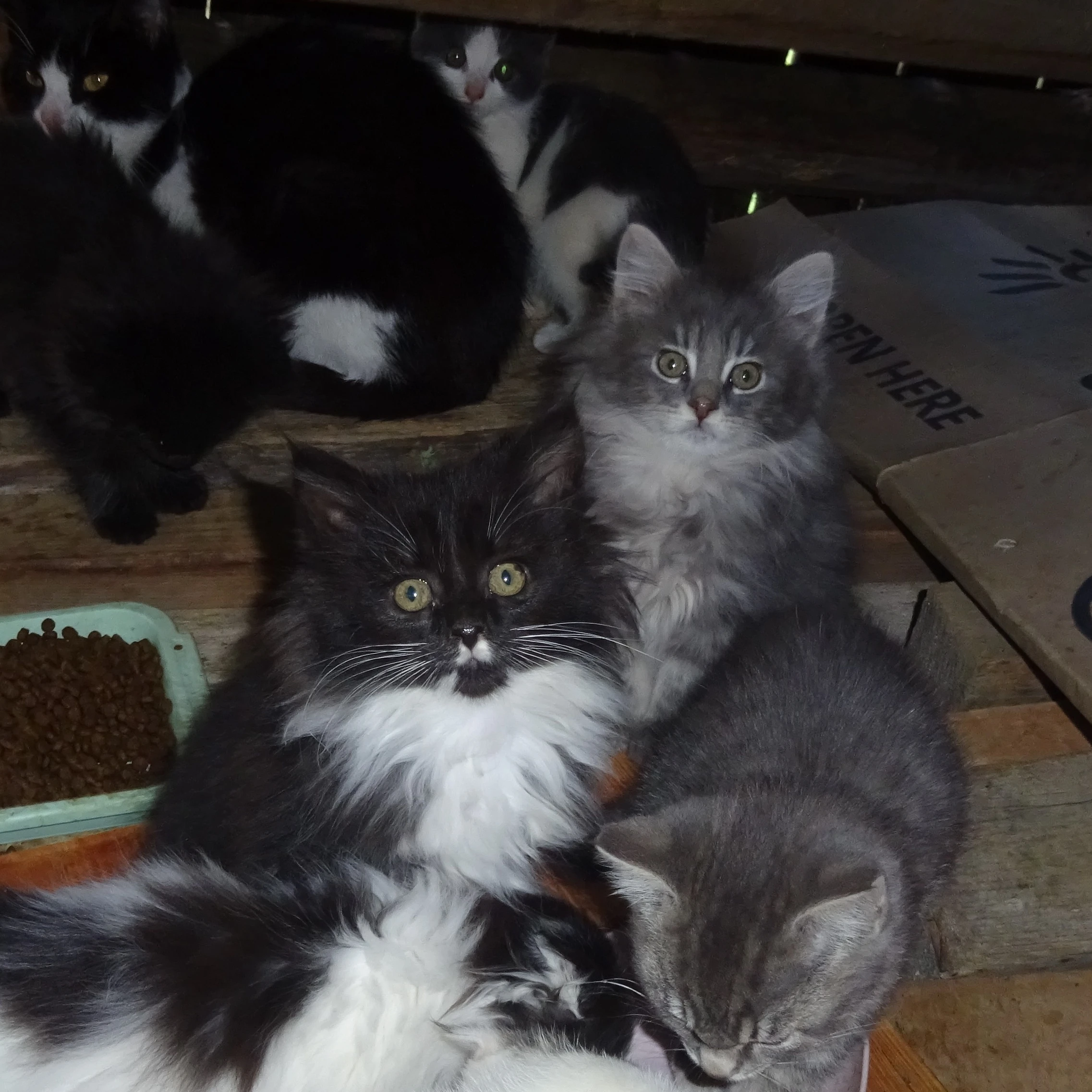 Nabízím sedmero mňoukavců (mainská, sibiřská...)