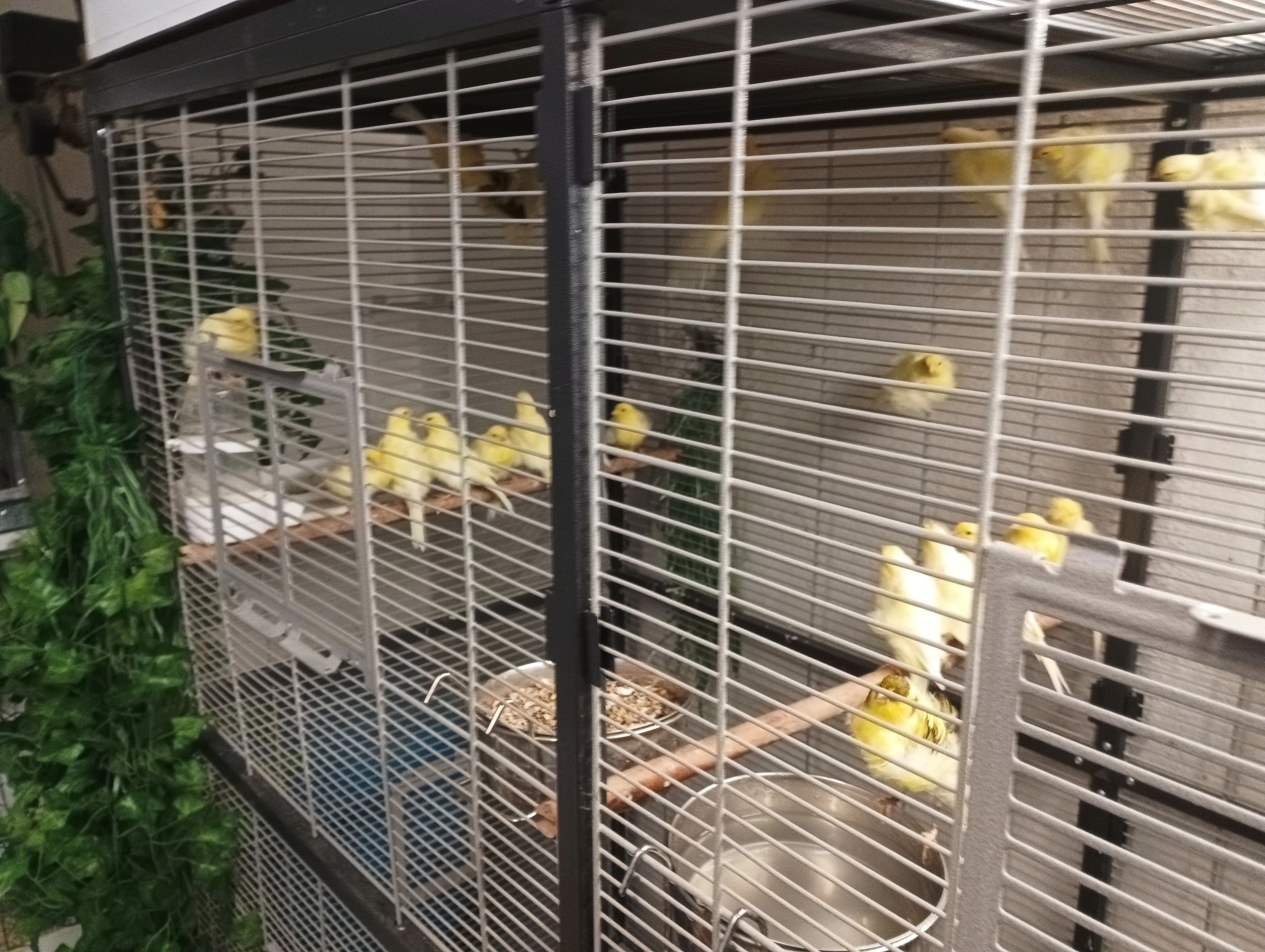 Prodám odchov Severní Holanďan letošní odchov