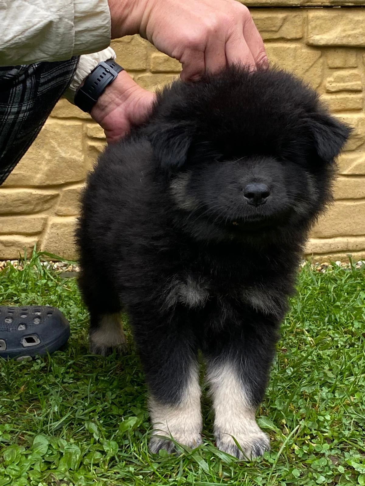 Eurasier