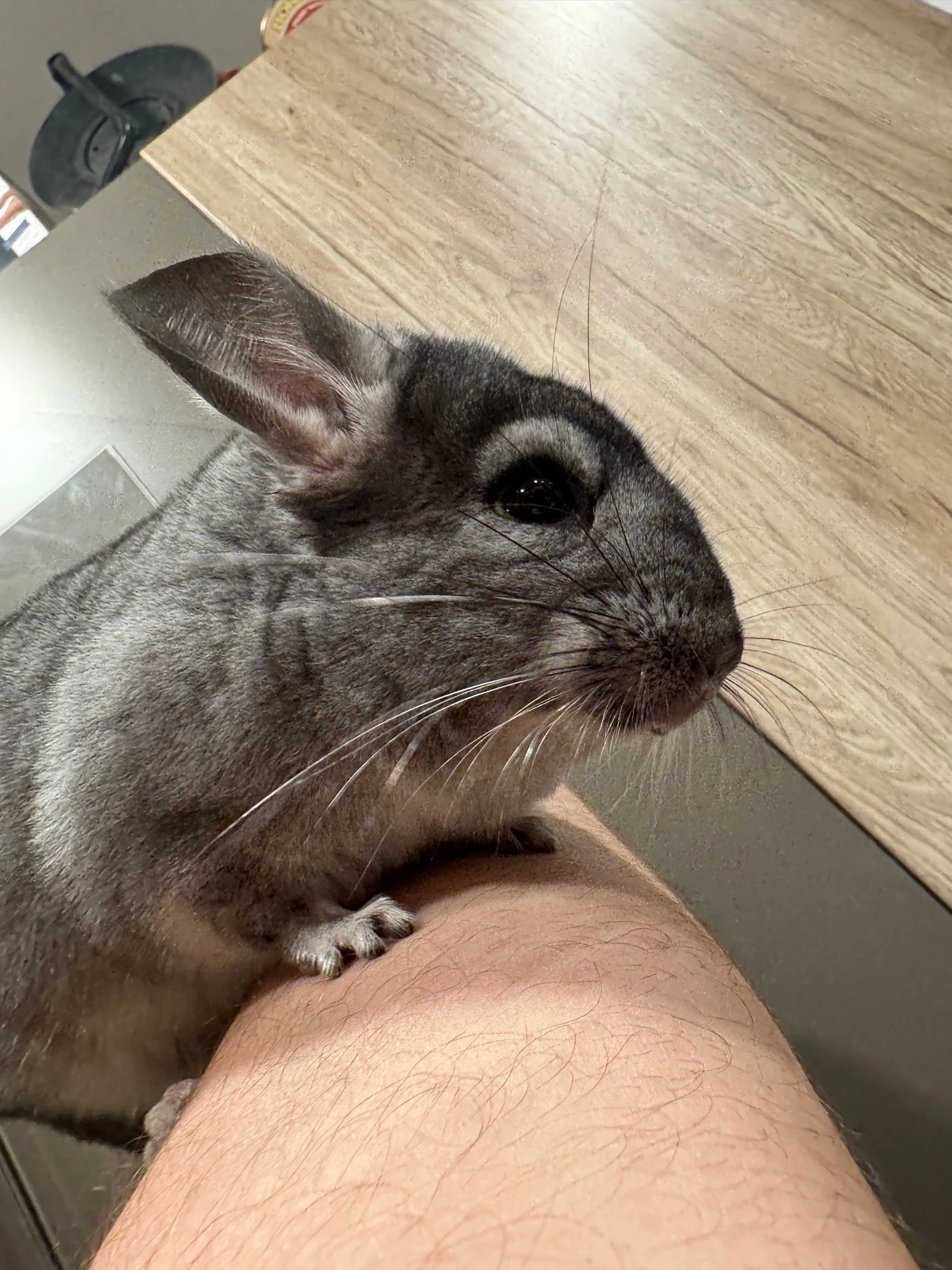 Samec činčily z domácího chovu medium ebony