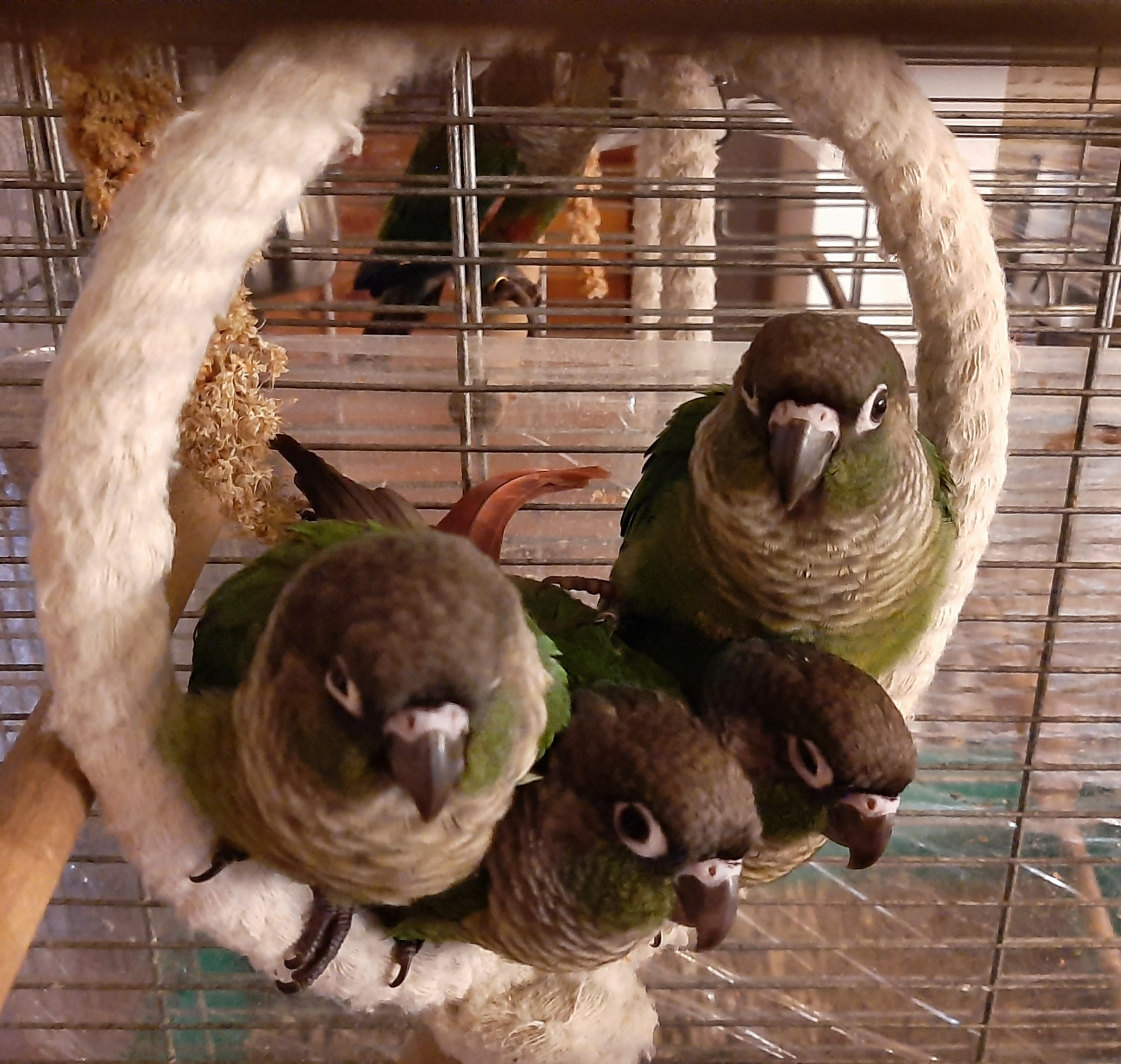 Ručně dokrmená mláďata