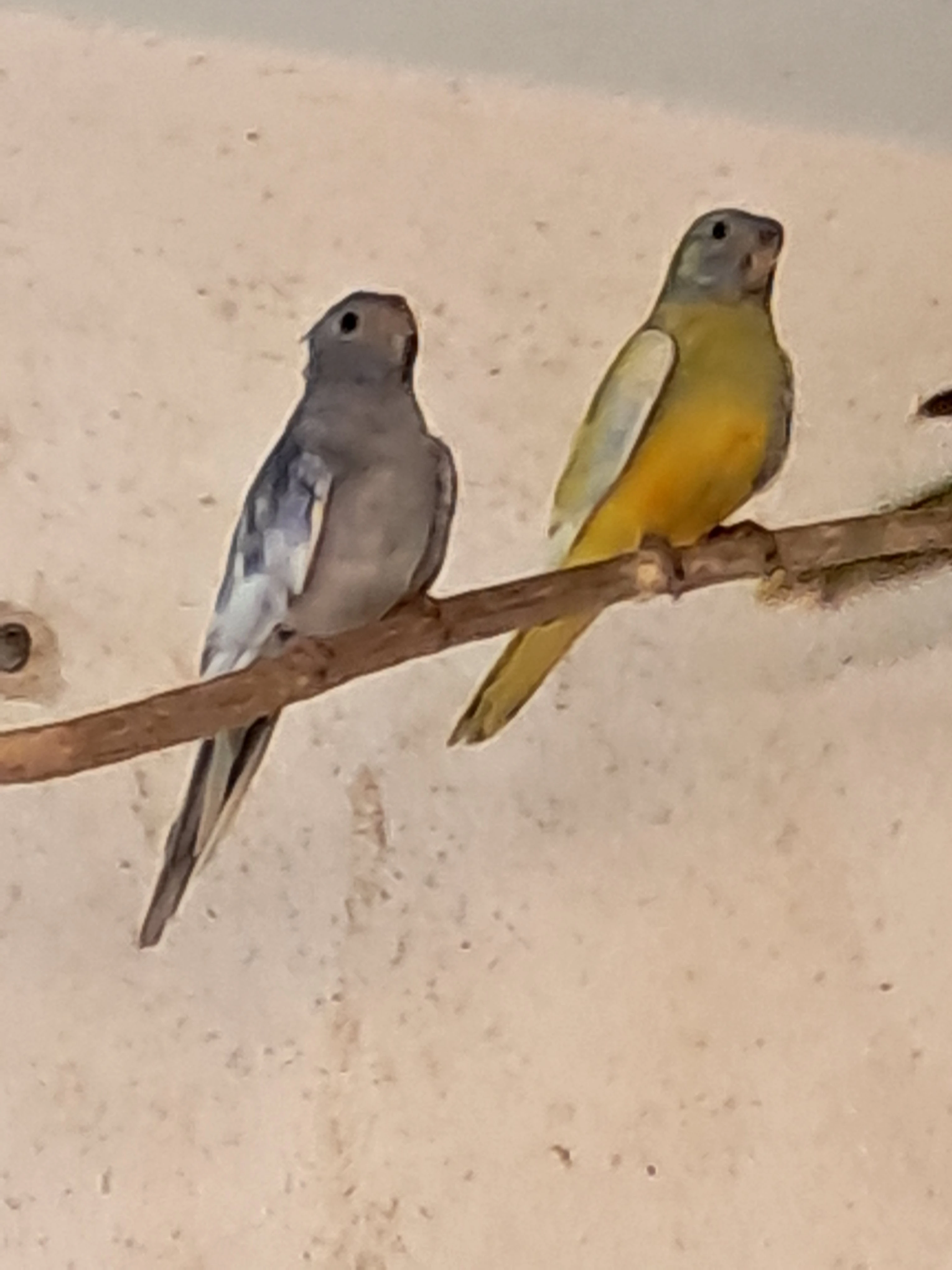 Neoféma modrohlavá lemovaná - 1,1 kroužek 25