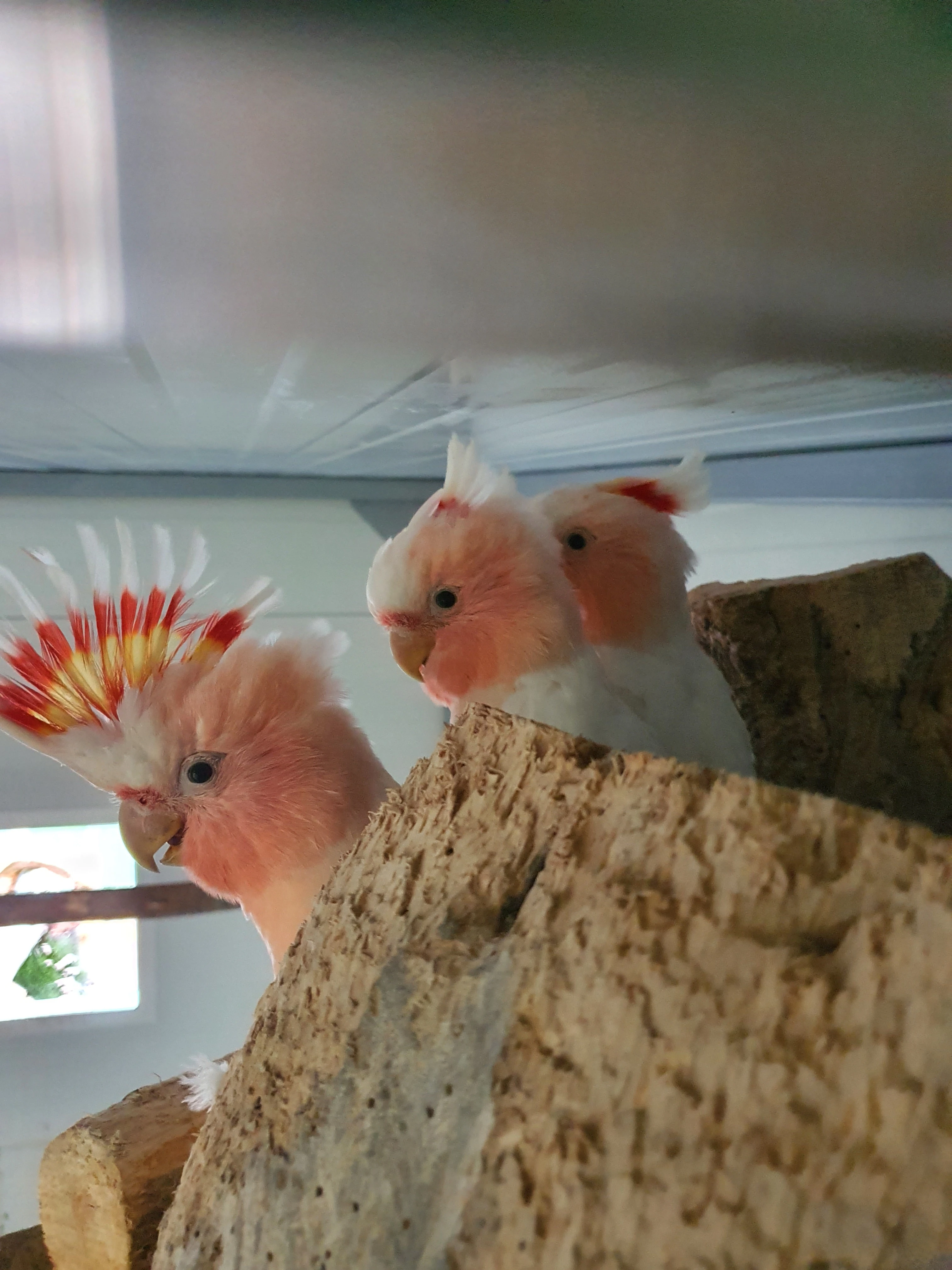 Inka,ruzovy lutino,horsky