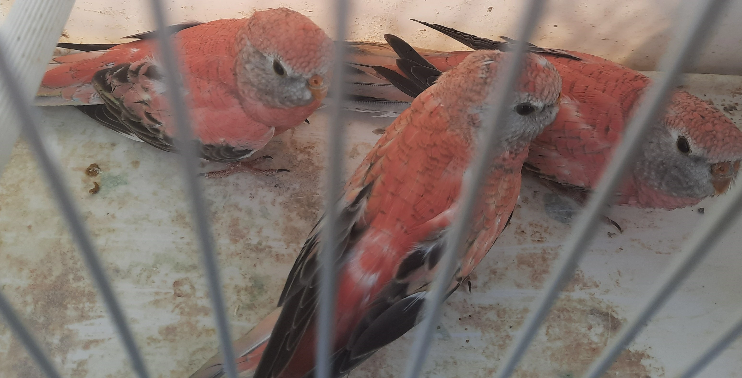 Prodám růžové Neofémy bourek