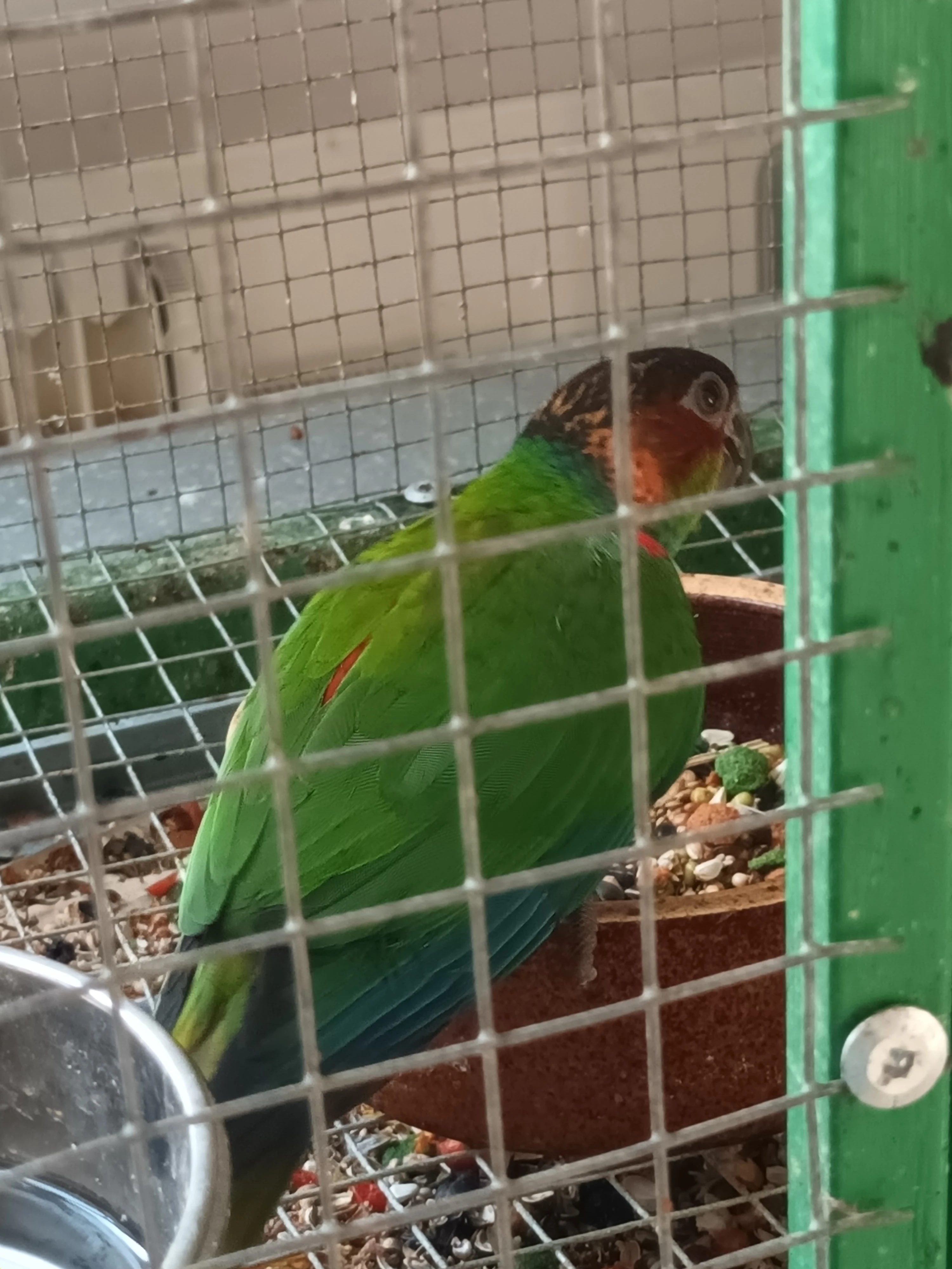 Pyrura modrobradá (Pyrrhura cruentata)