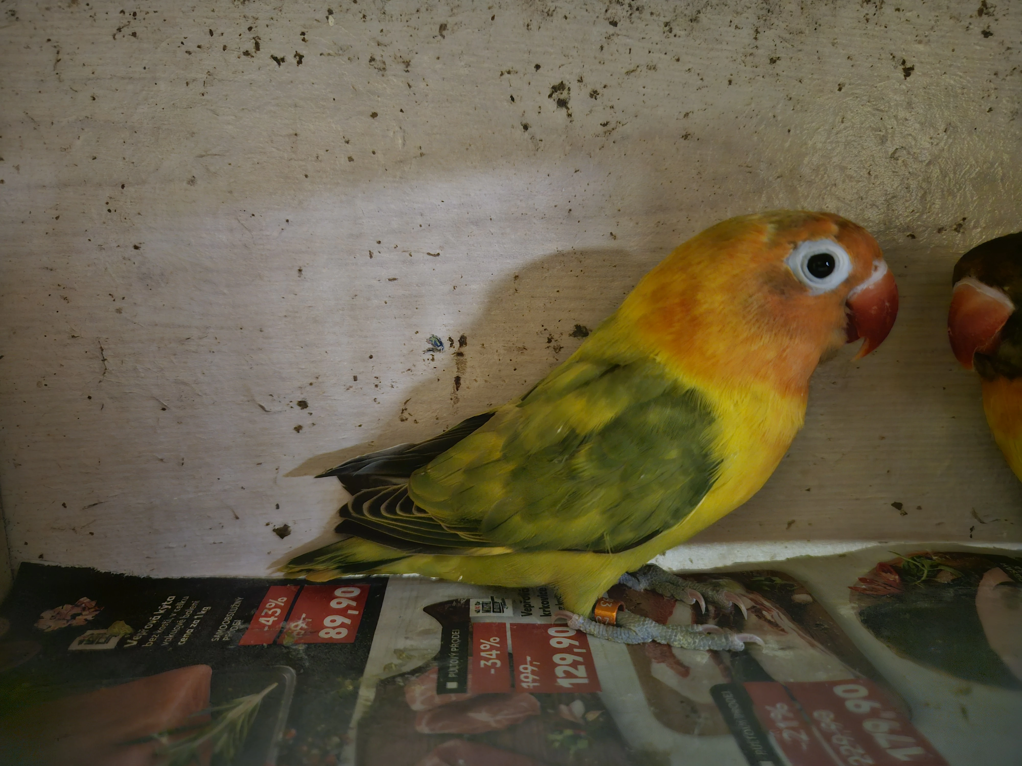 Agapornis škraboškový