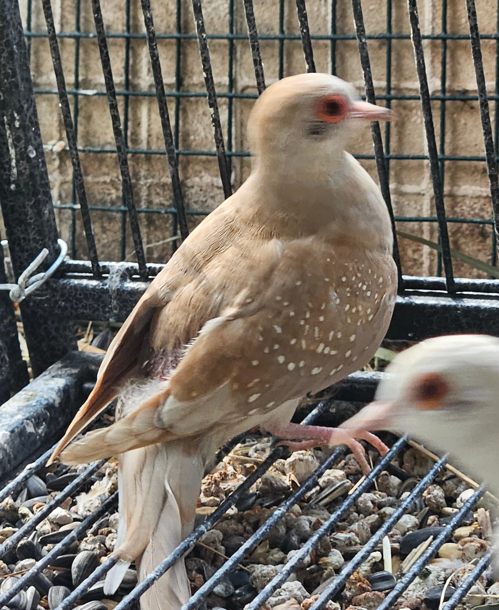 Holoubek diamantový