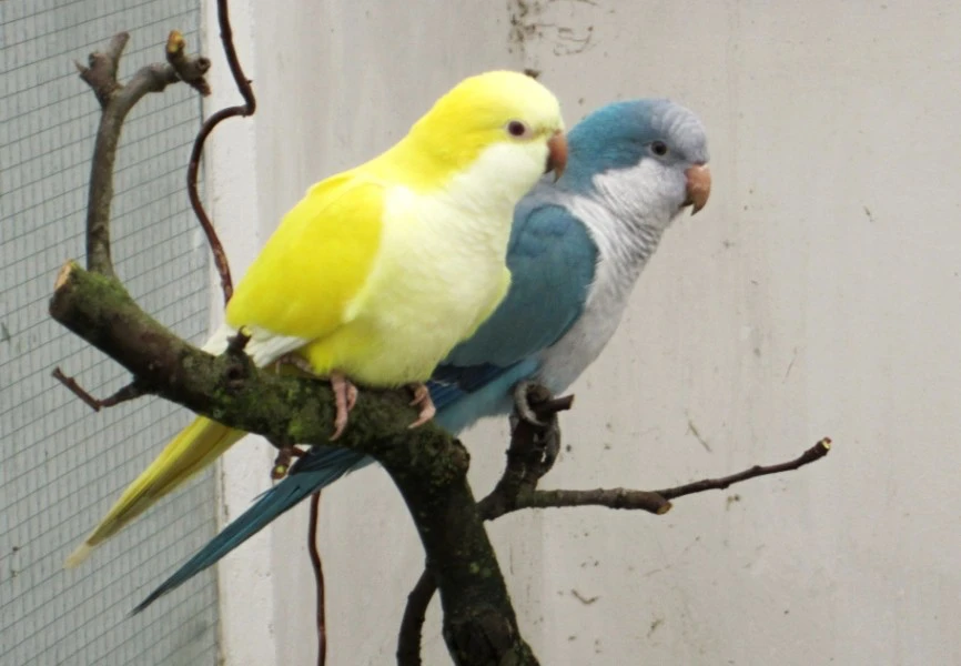 Mníšek šedý lutino