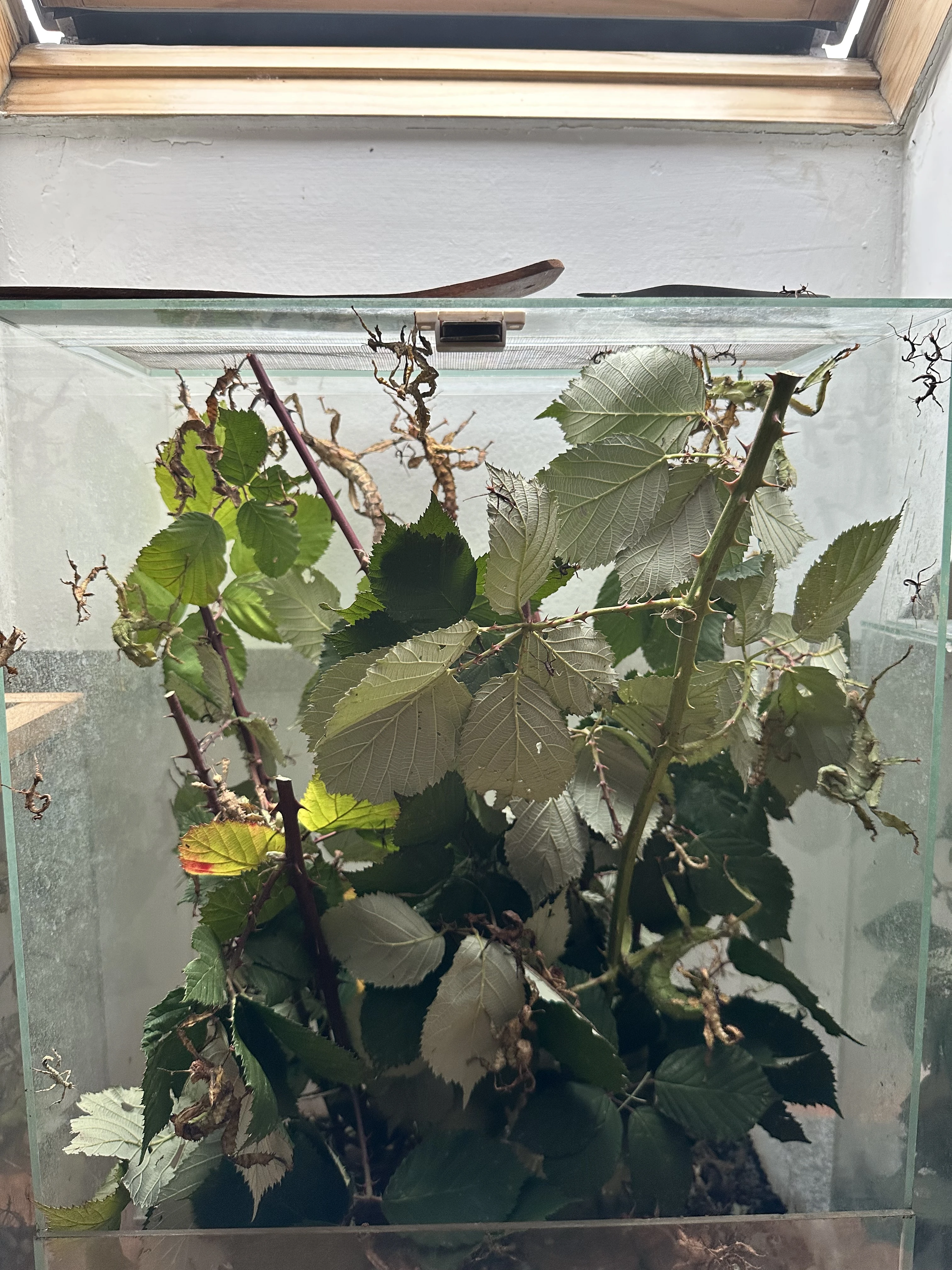 Strašilka australská