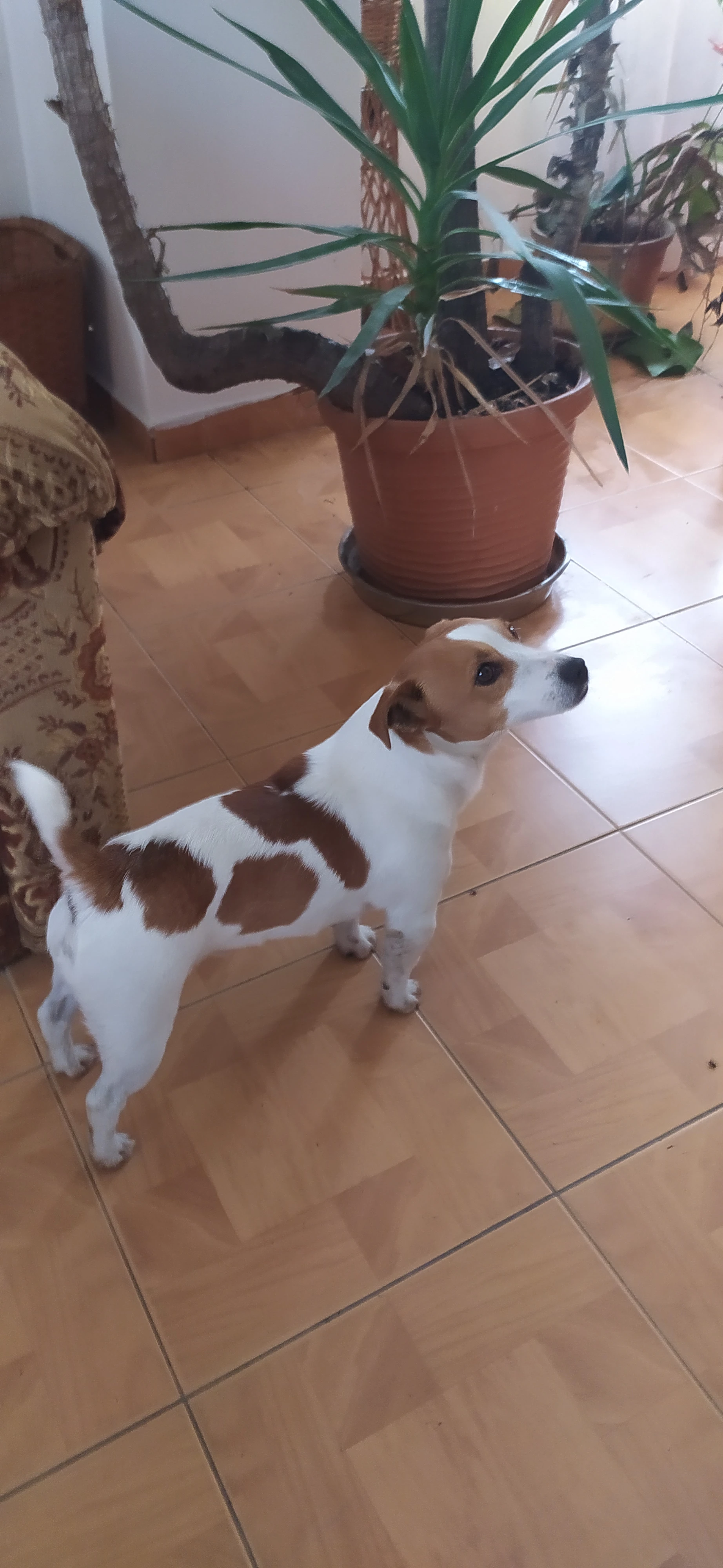 Jack Russell teriér