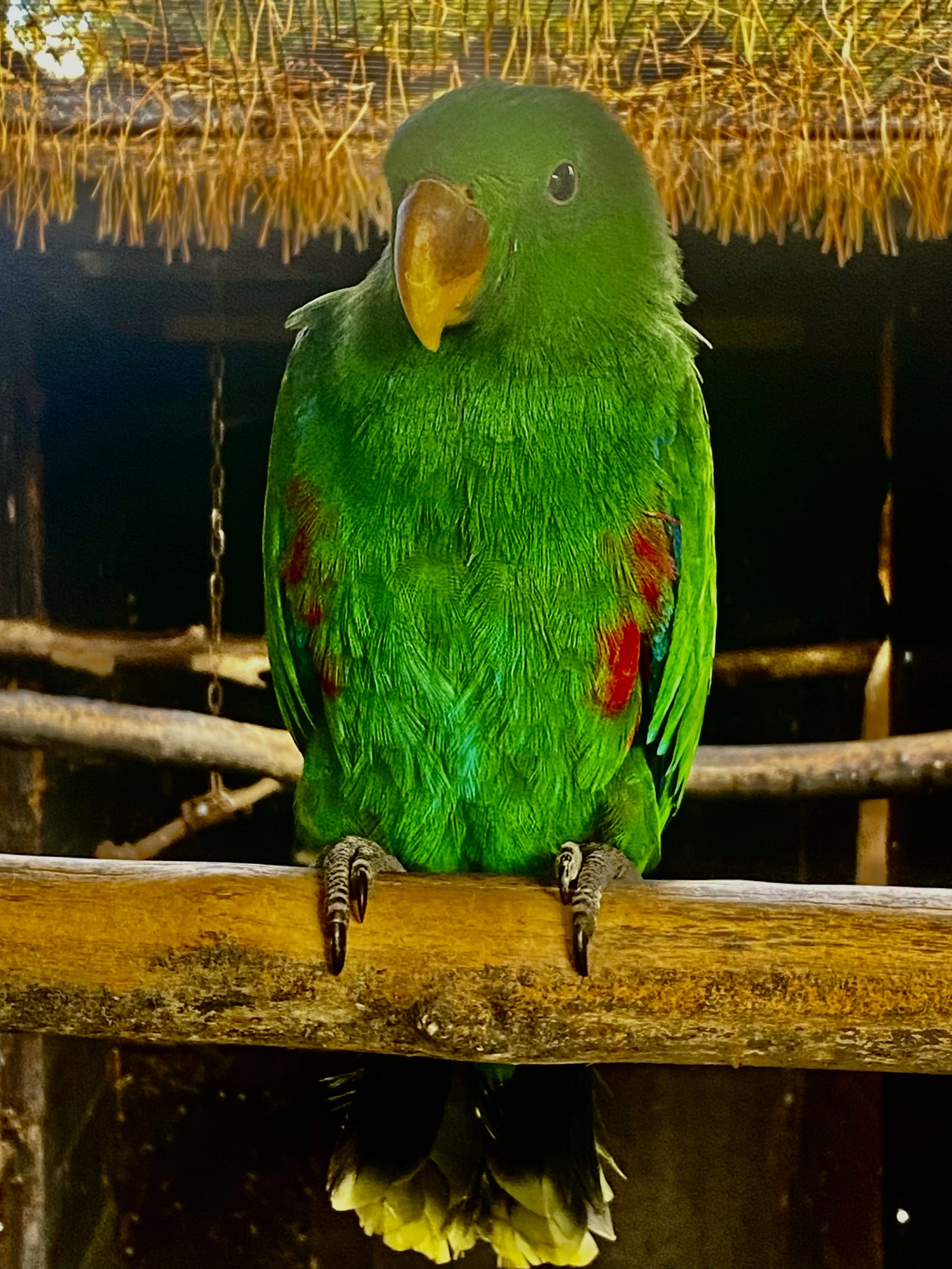 Eklektus různobarevný 1,0