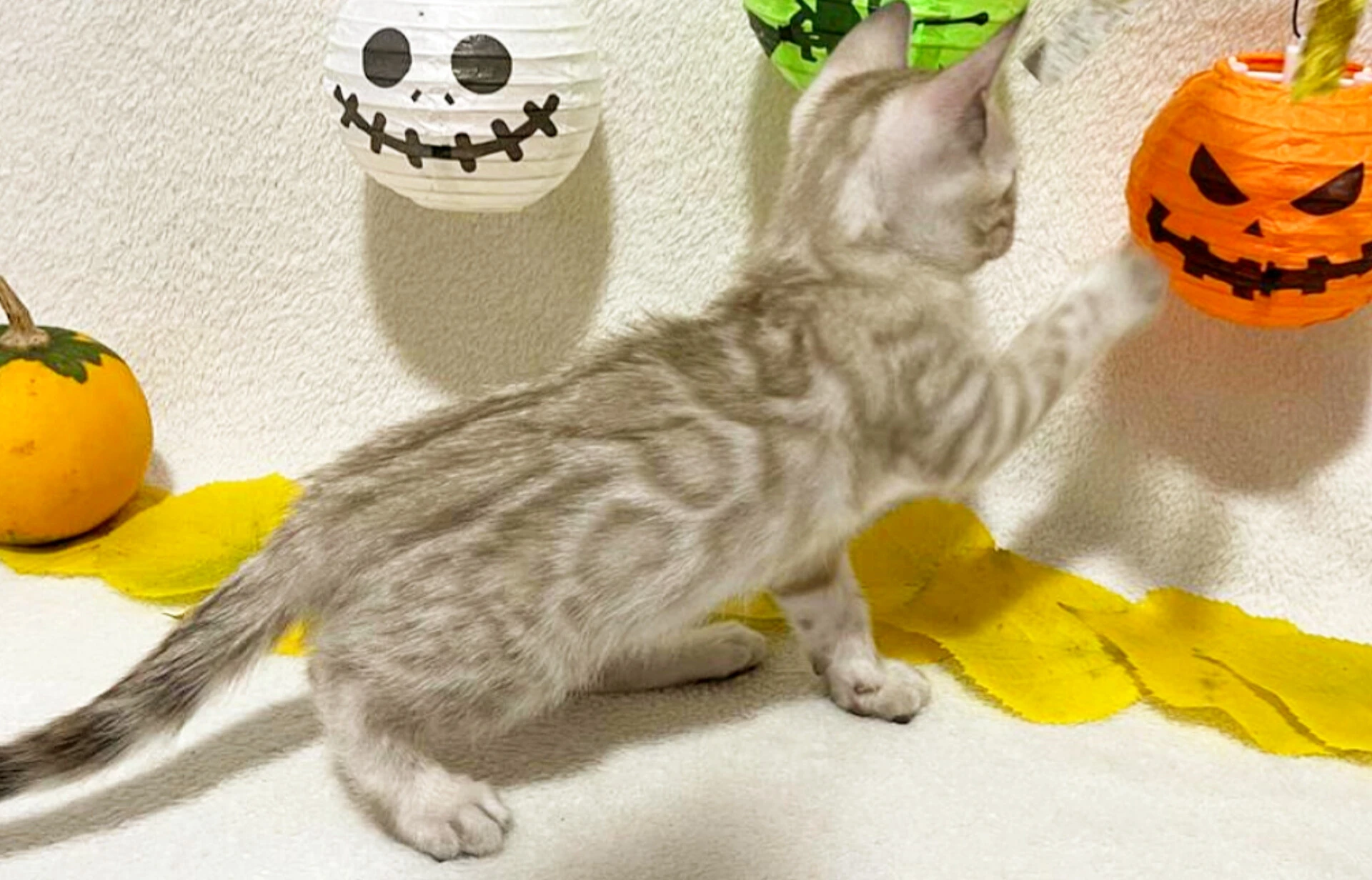 Bengálská kočka, koťata s PP