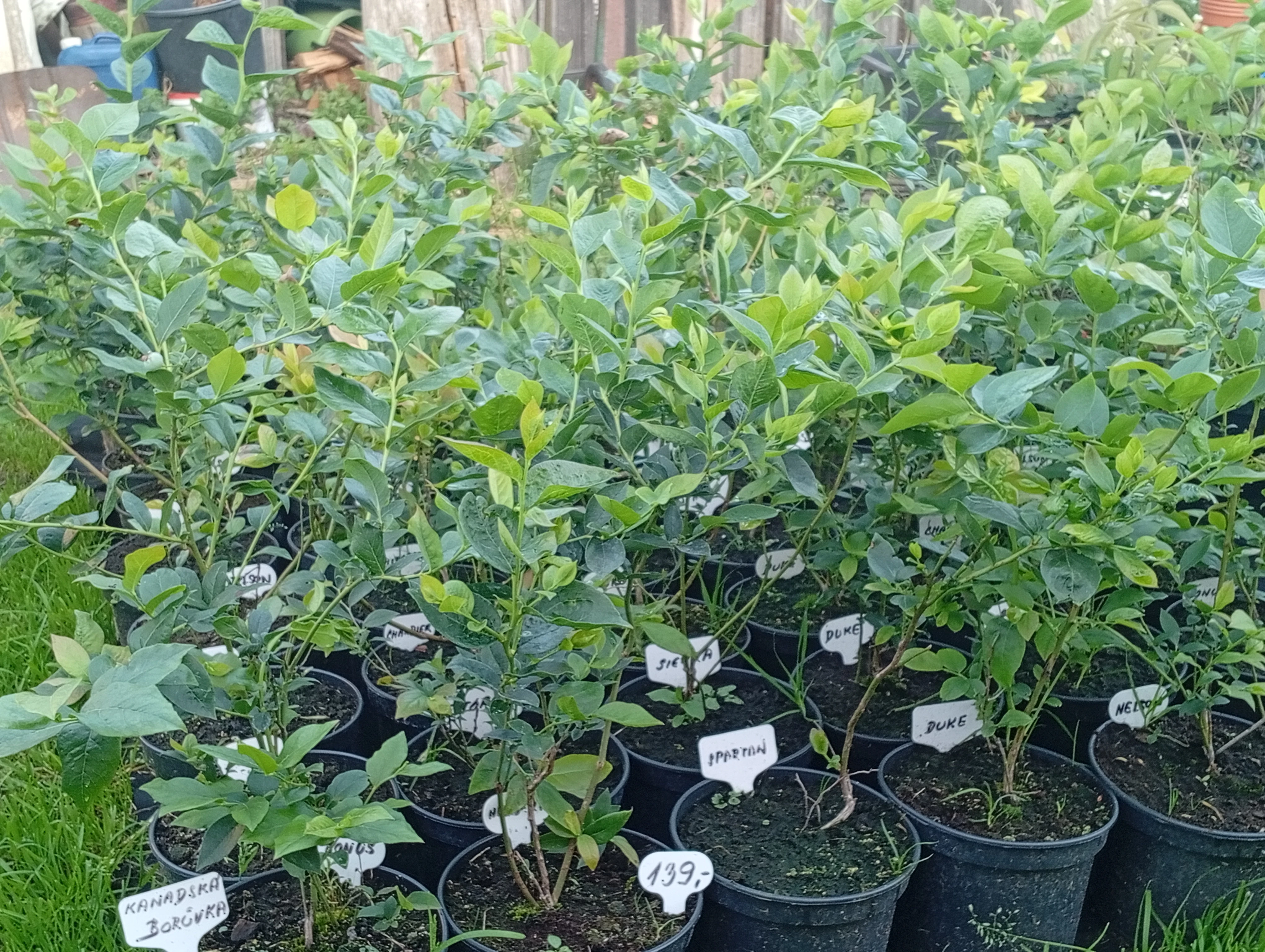 Kanadské borůvky - Balíček 4 kusů - Plody od léta až do podzimu