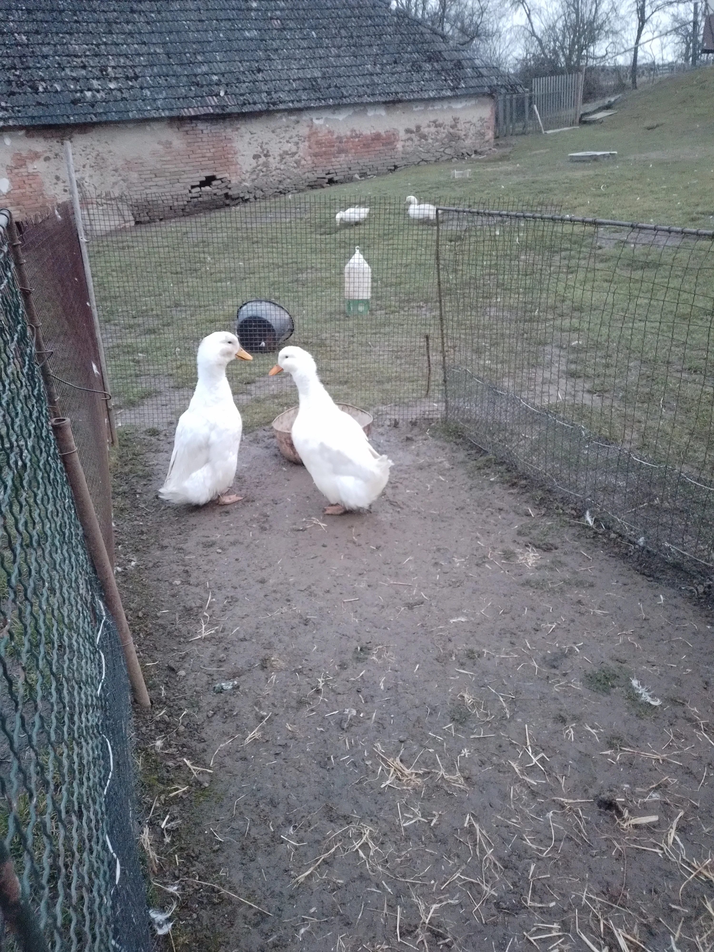 Pekinská kachna kolmá