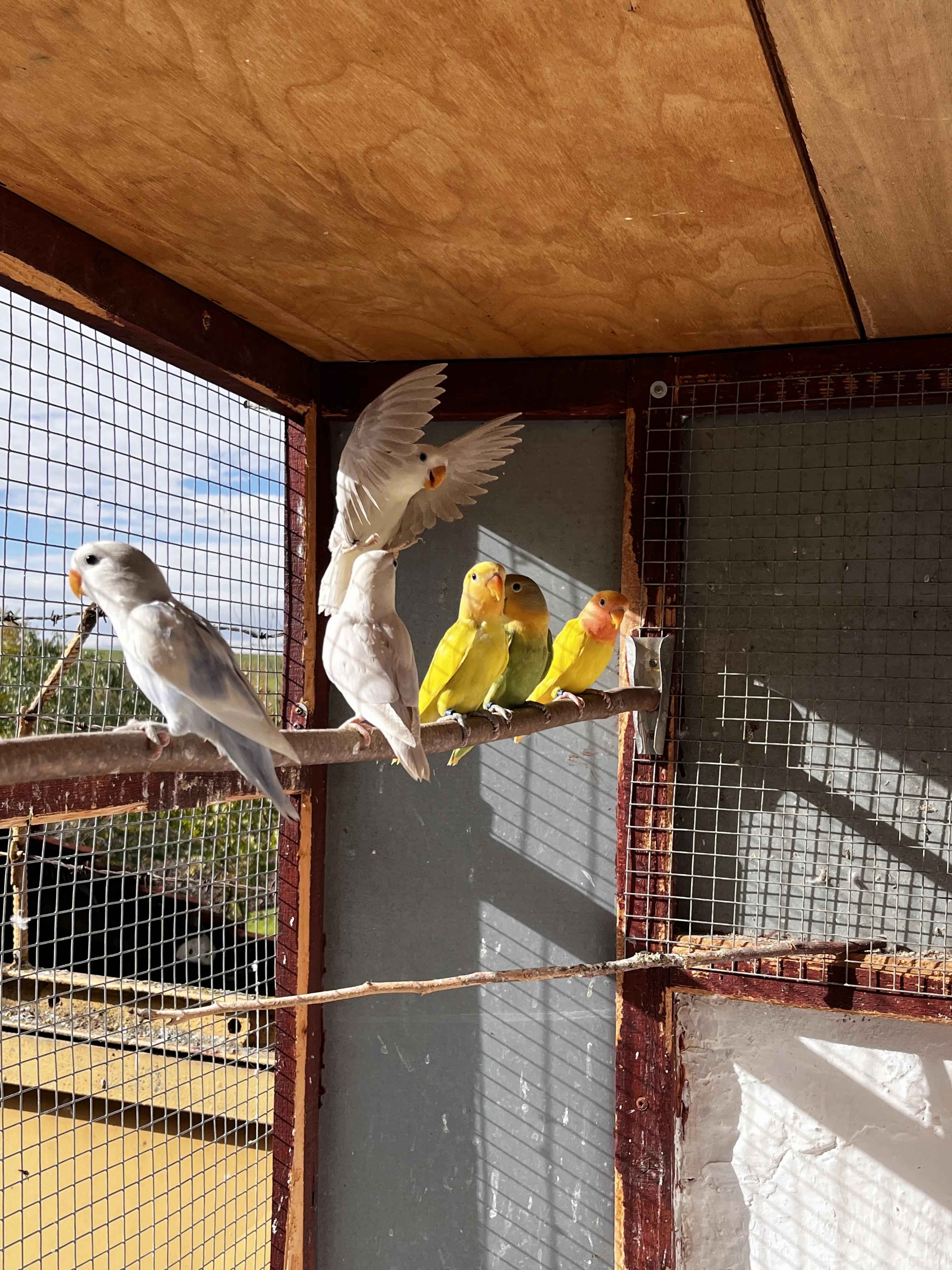 Agapornis růžohrdlý 2025