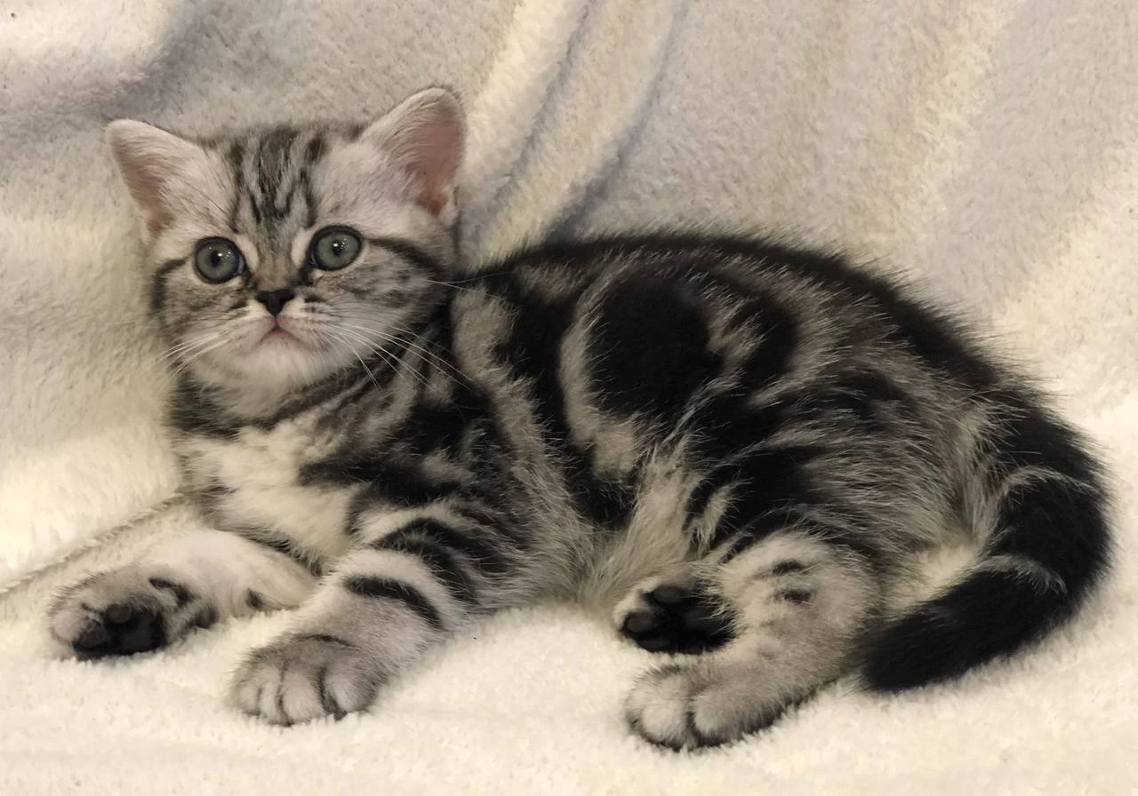 Britská koťátka s PP, FIFE. Vzácná barva: černá stříbřitá mramorovaná