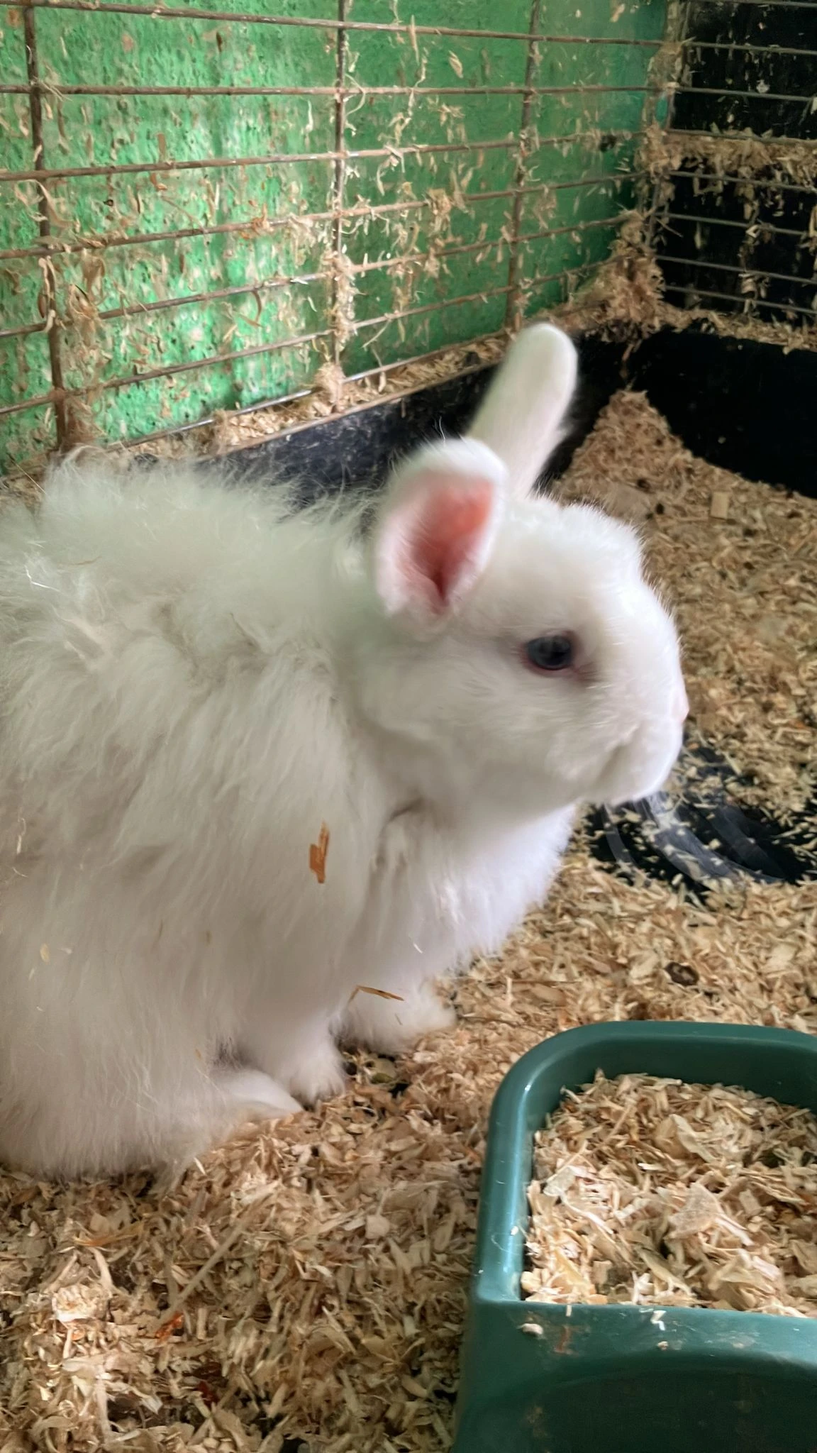 Králík lvíček samice