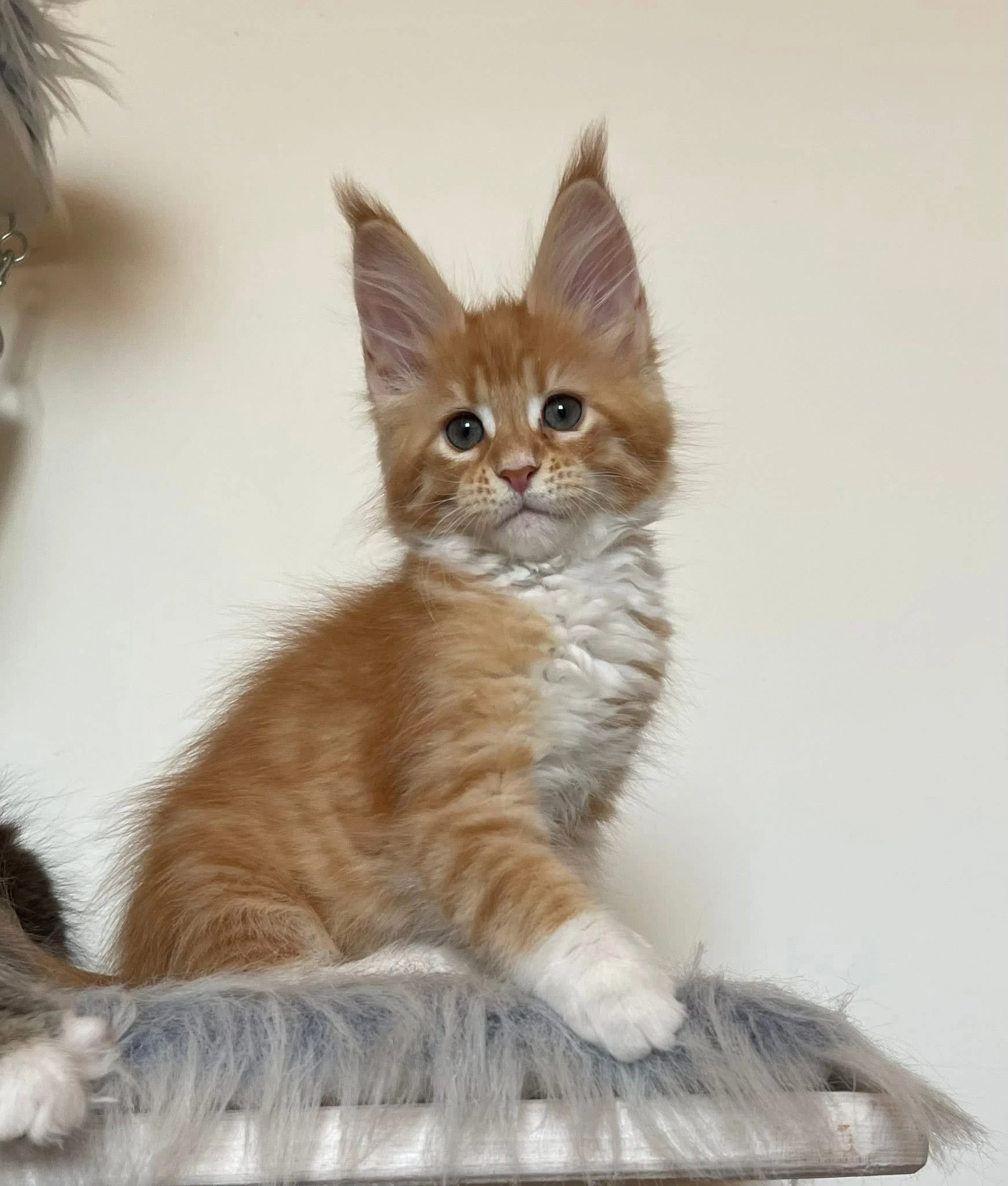 XaCoco aka Coco hleda novou postel