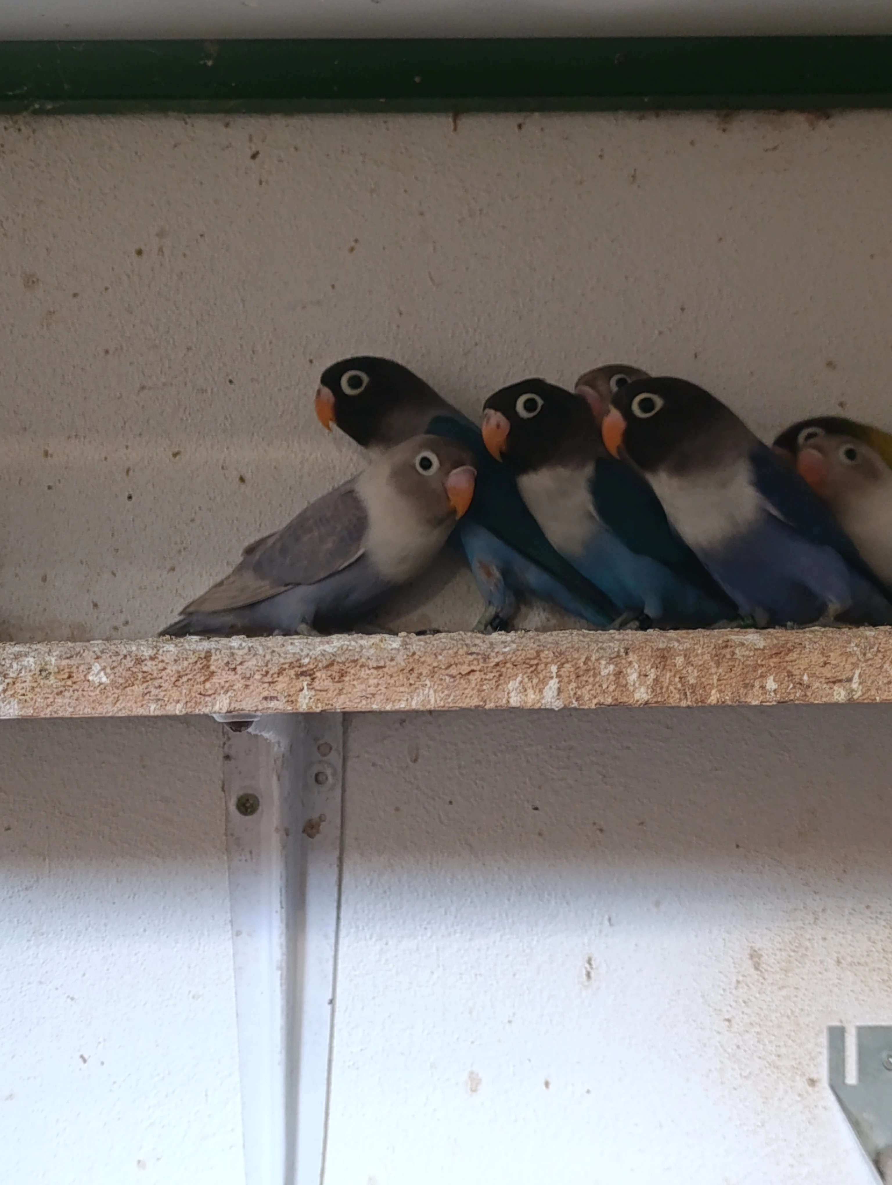 Agapornis škraboškový