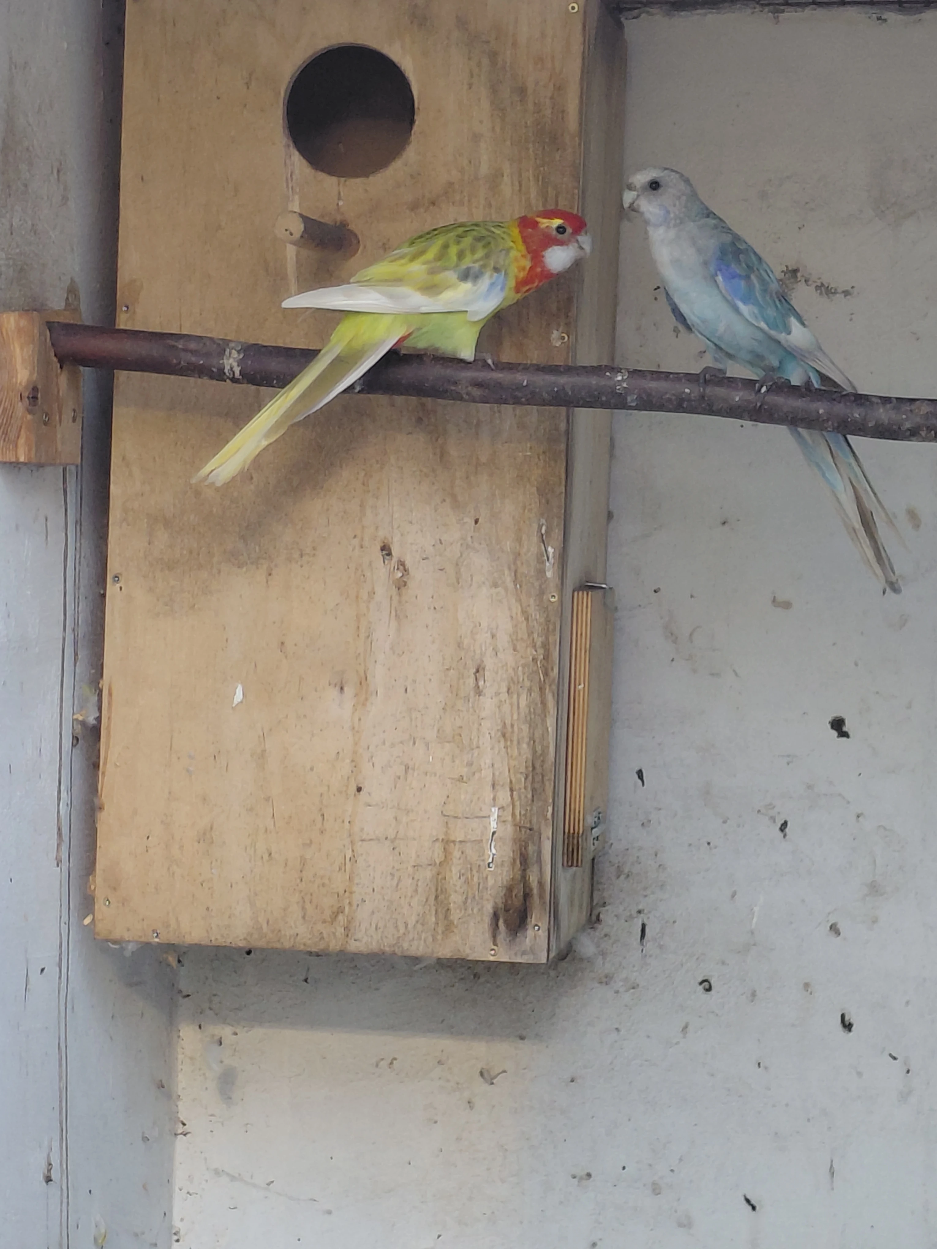 Prodám mutační rosele pestré.