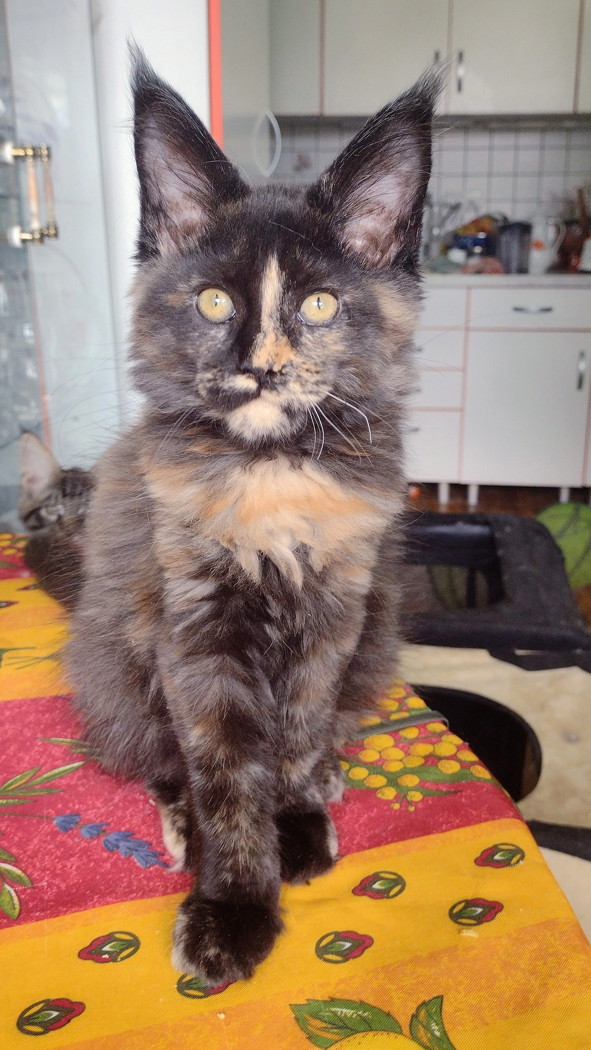 Prodam mainskou mývalí kočičku s PP