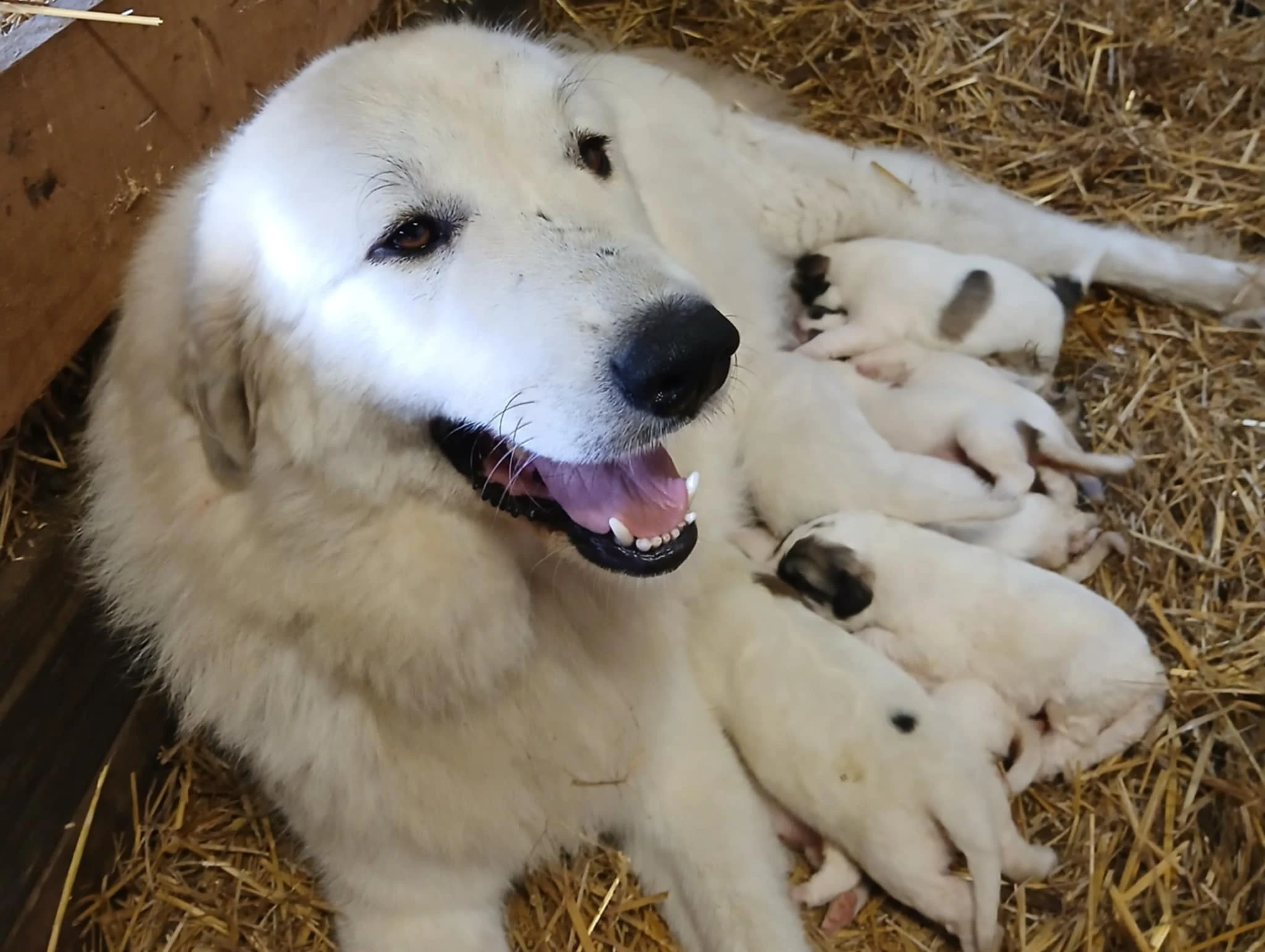 Pyrenejský horský pes