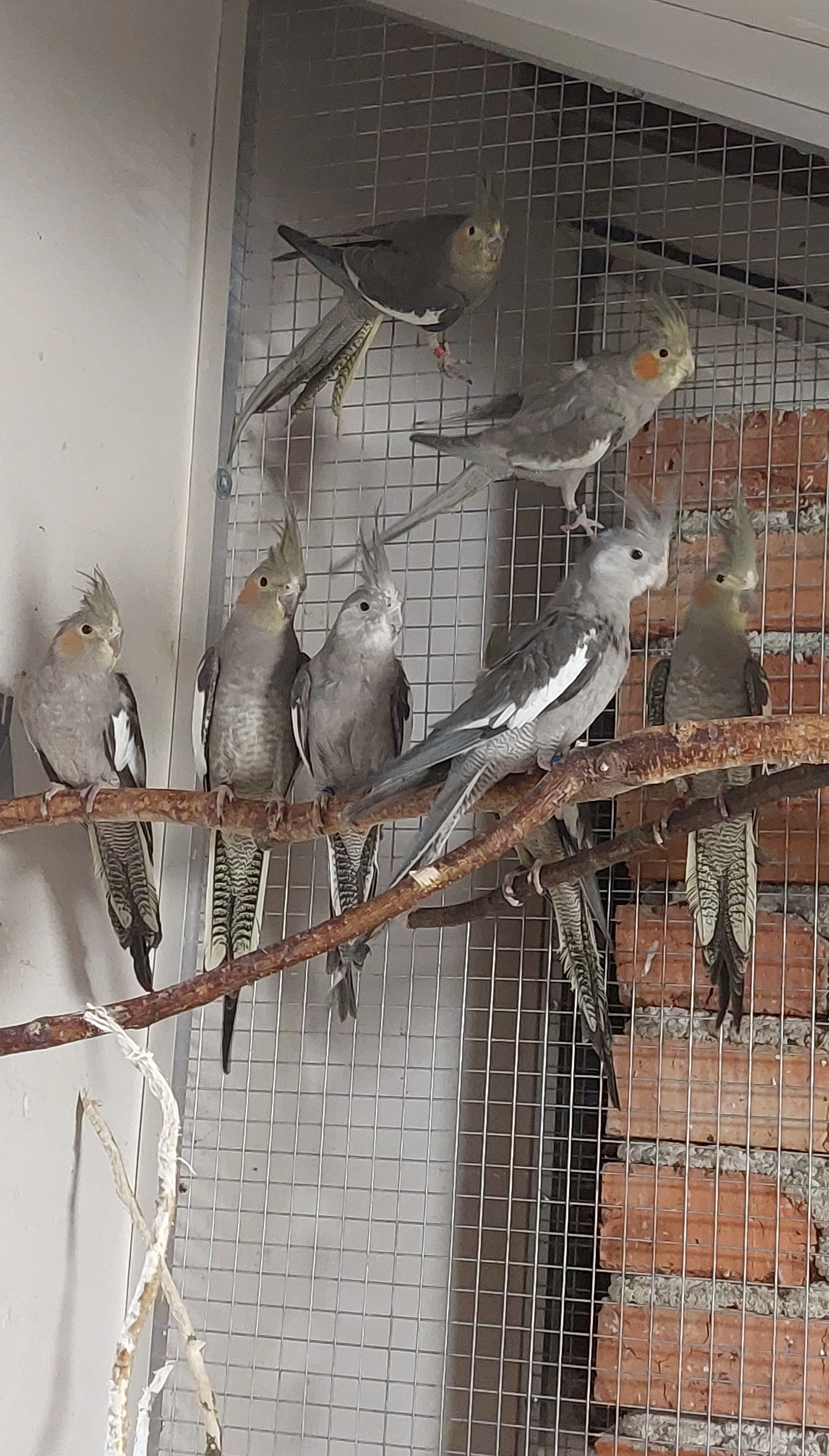 Šedé a bělohlavé korely