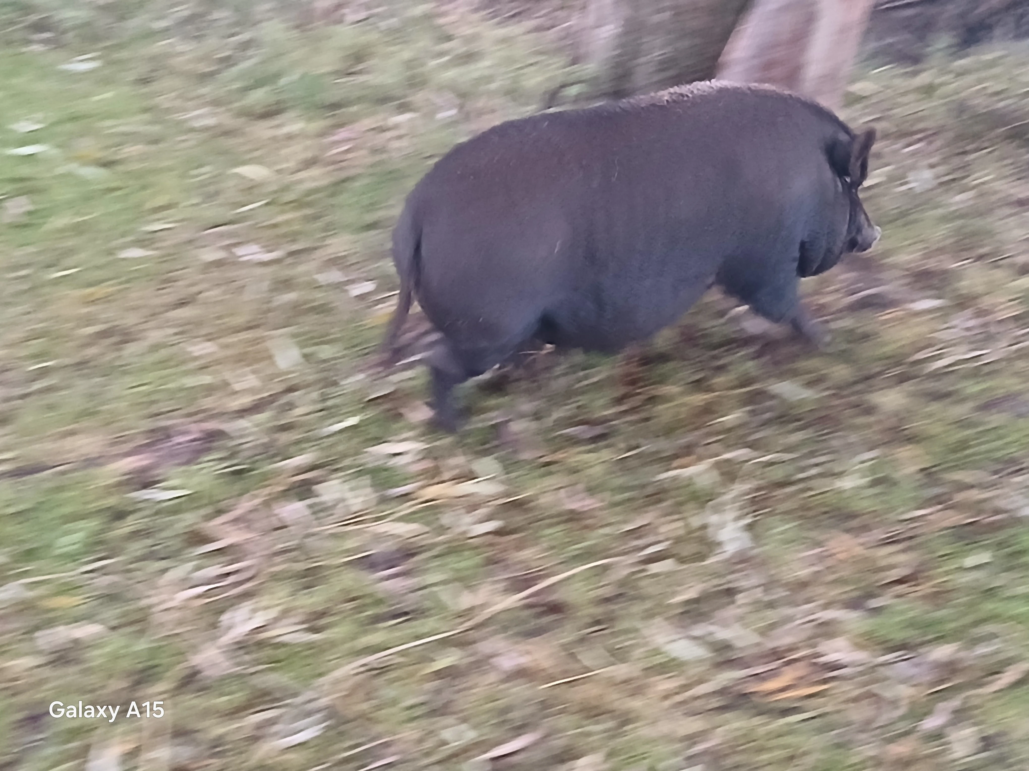 Prodám prasata do klobás