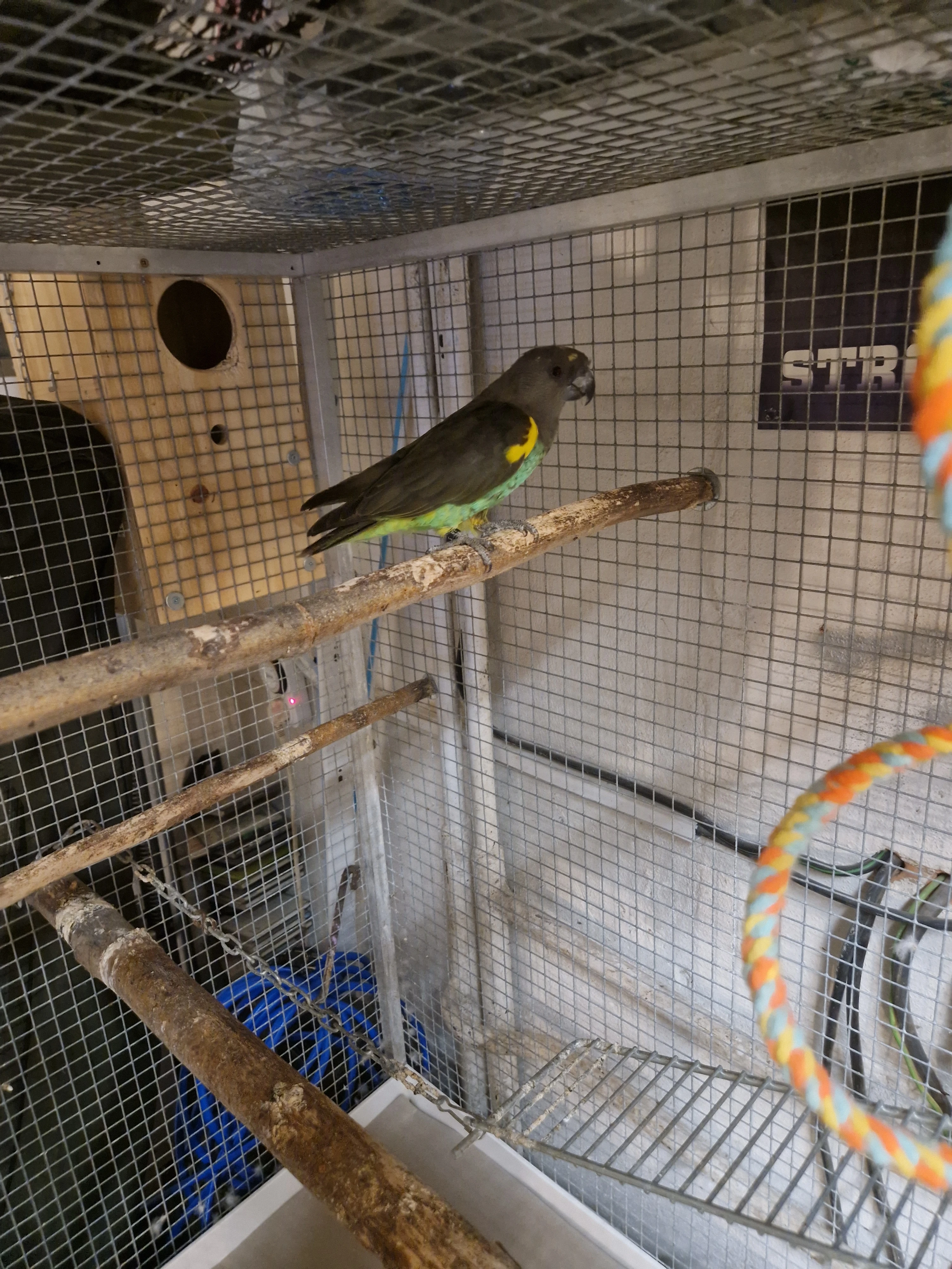 Papoušek žlutotemenný