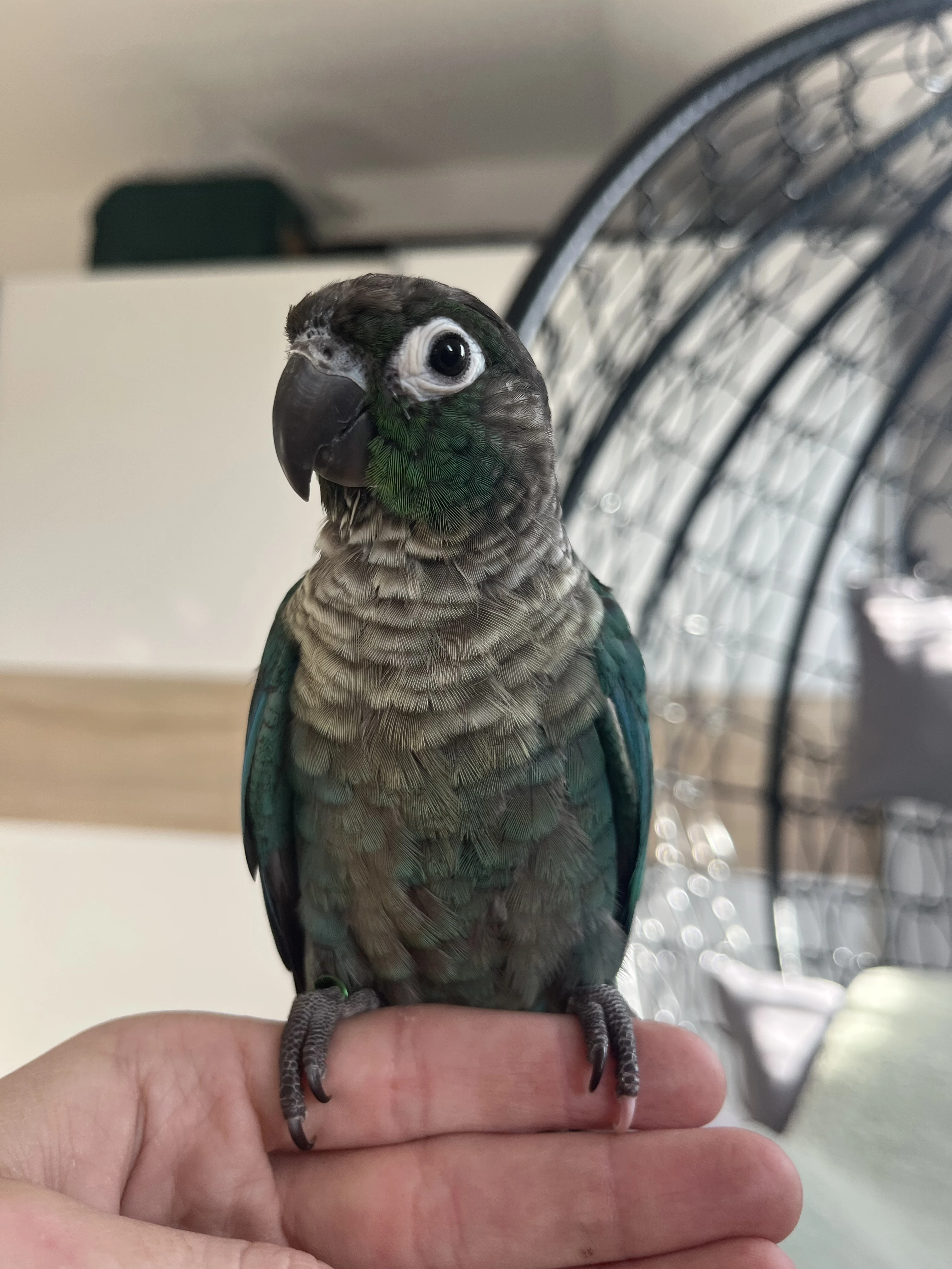 Ručně dokrmená mláďata - pyrura