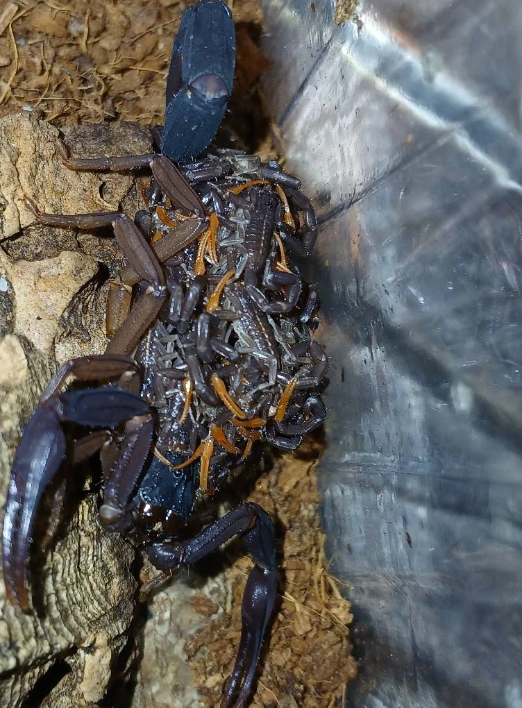 Nabídka štírů říjen