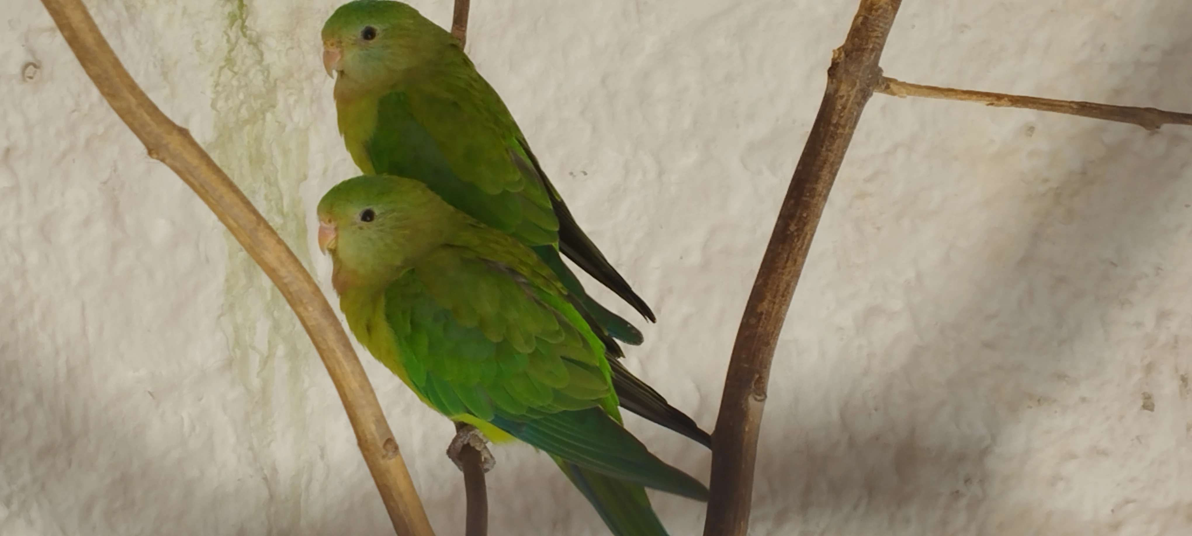 Papoušek nádherný 2024