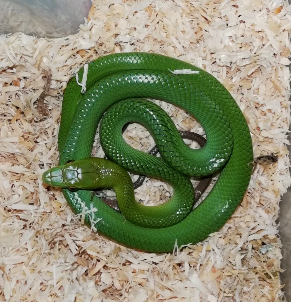 Gonyosoma oxycephalum NZ 2025