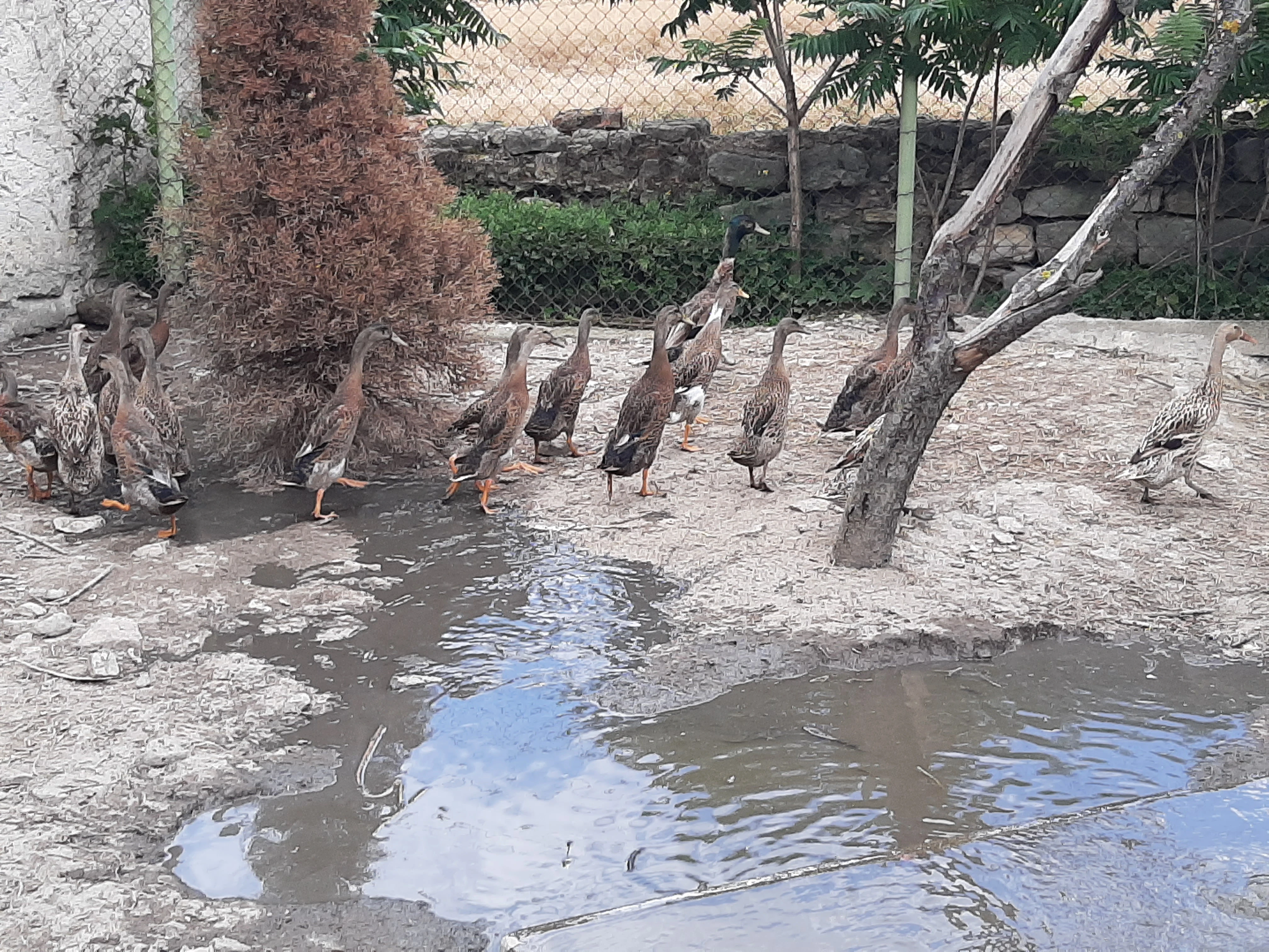 Prodám kačery indického bežce