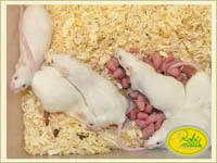 Krmní hlodavci a hmyz