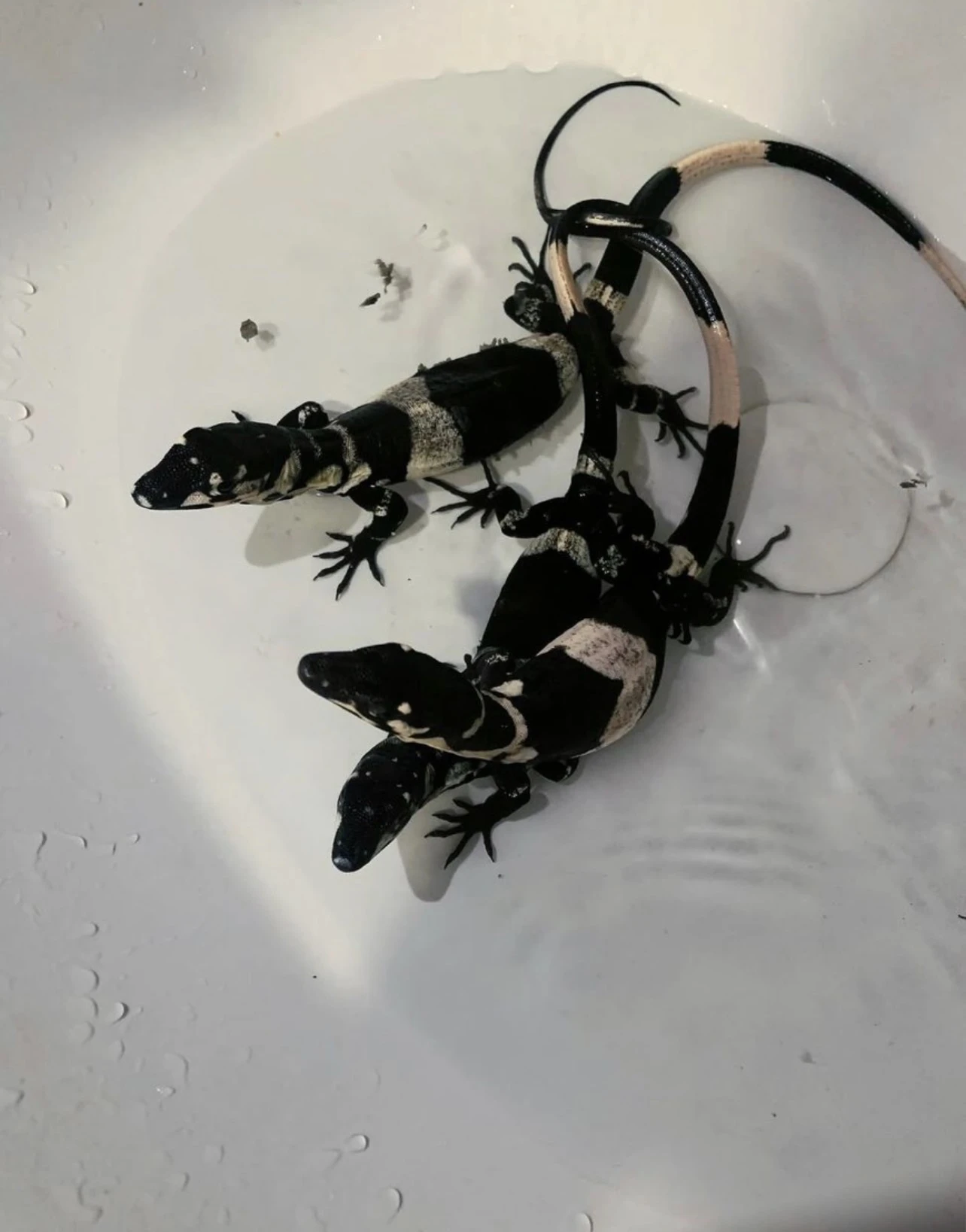 Varanus Varius (bell’s phase monitor) lizard for sale