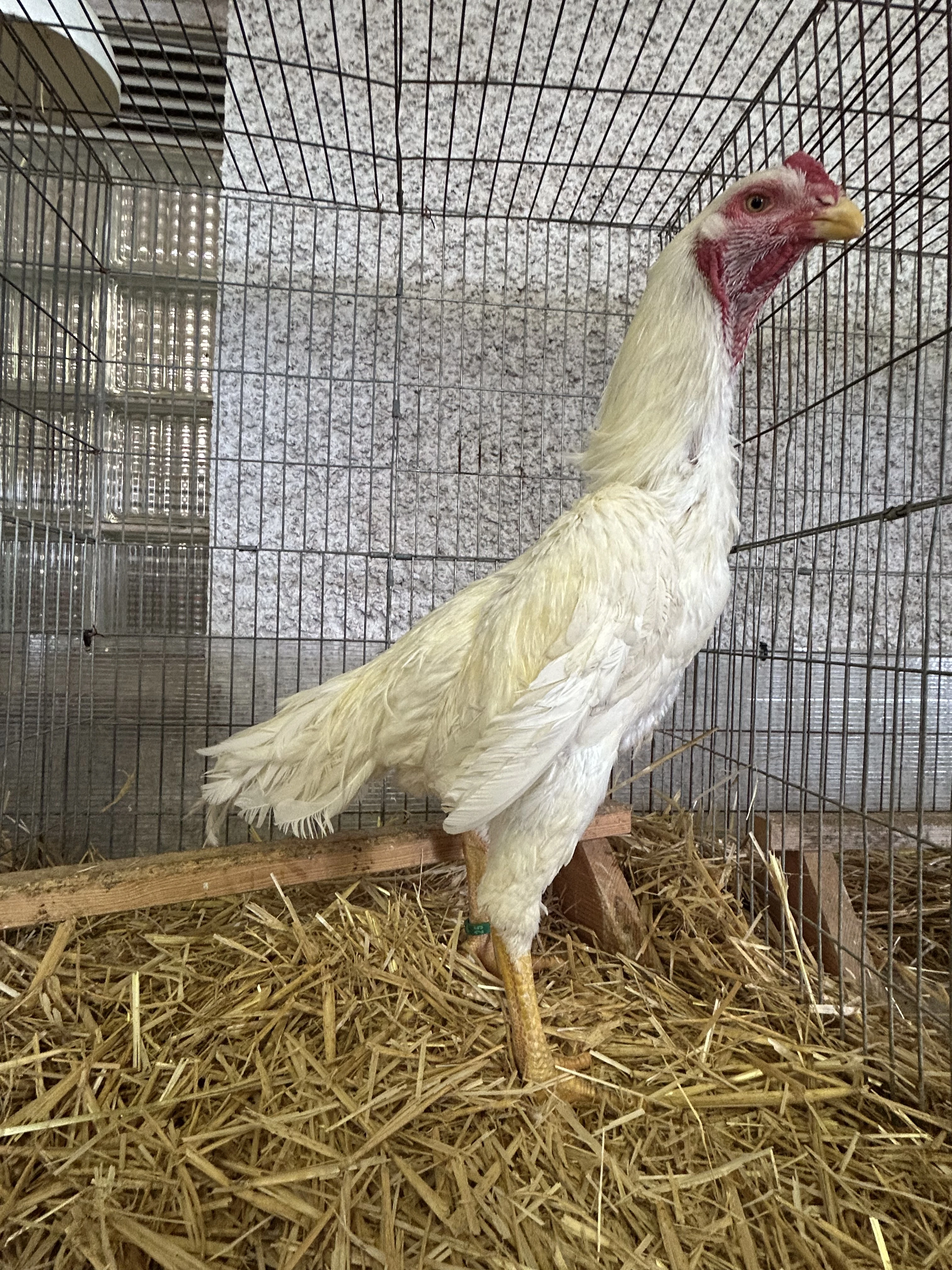 1,2 kmen bojovnice Ko šamo