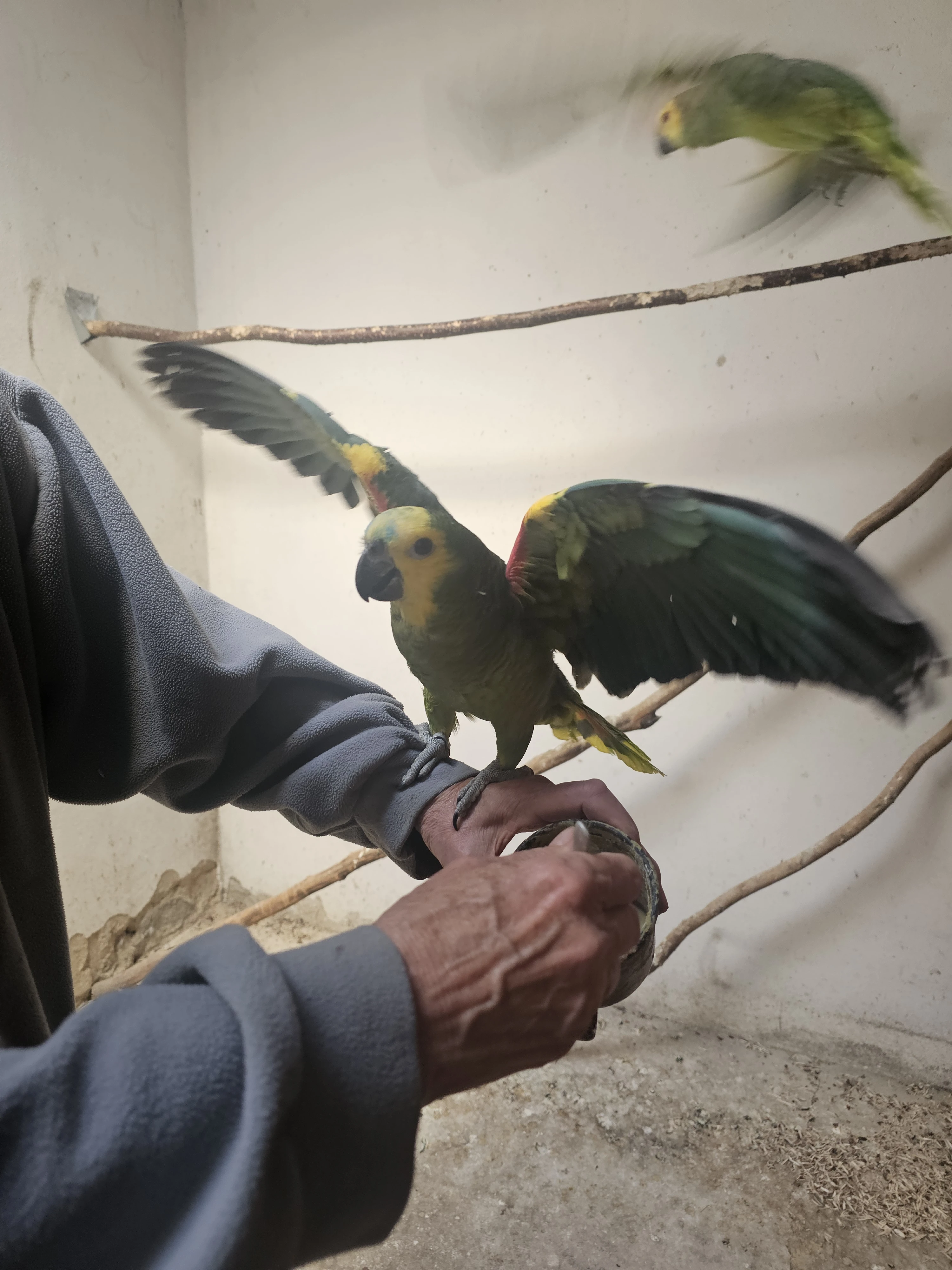 Ručně dokrmený a ochočený Amazoňan modročelý 1 a pod rodiči 1