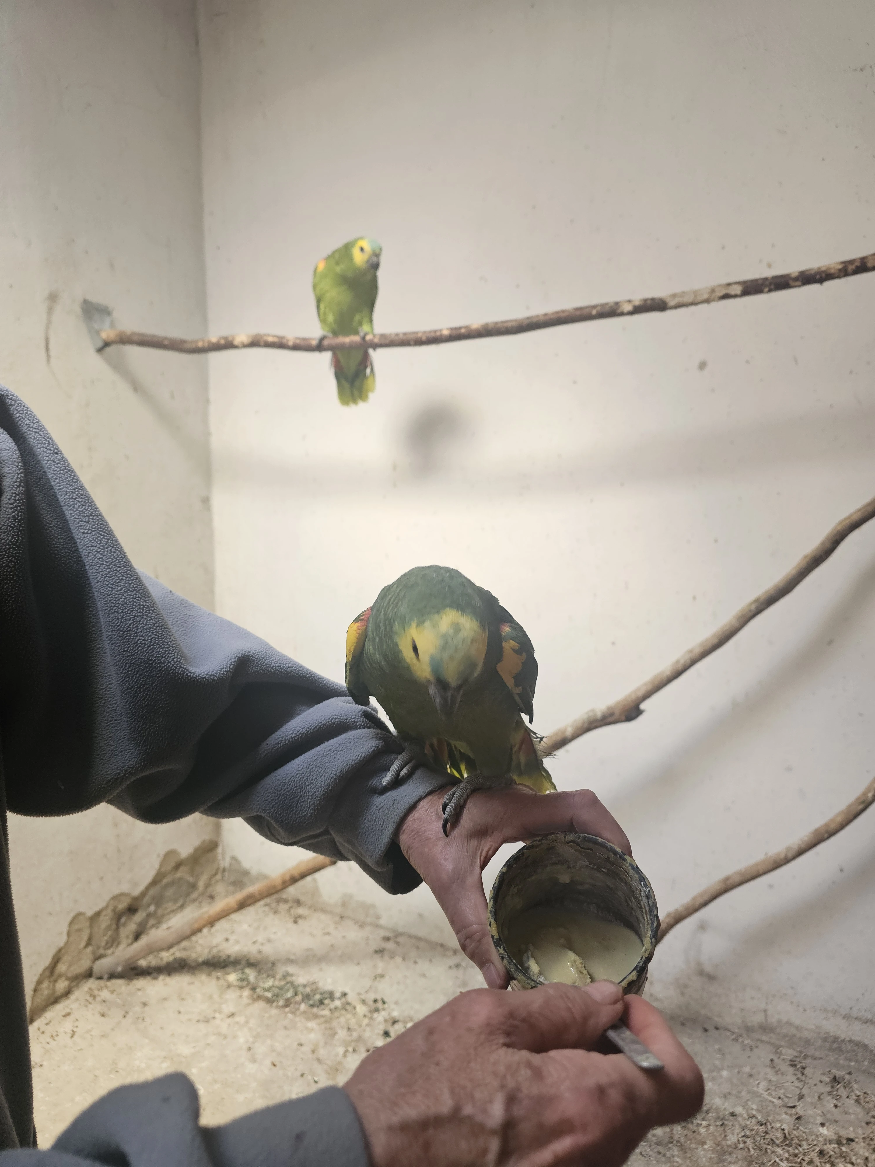 Ručně dokrmený a ochočený Amazoňan modročelý, ARA a Kakadu  buňky