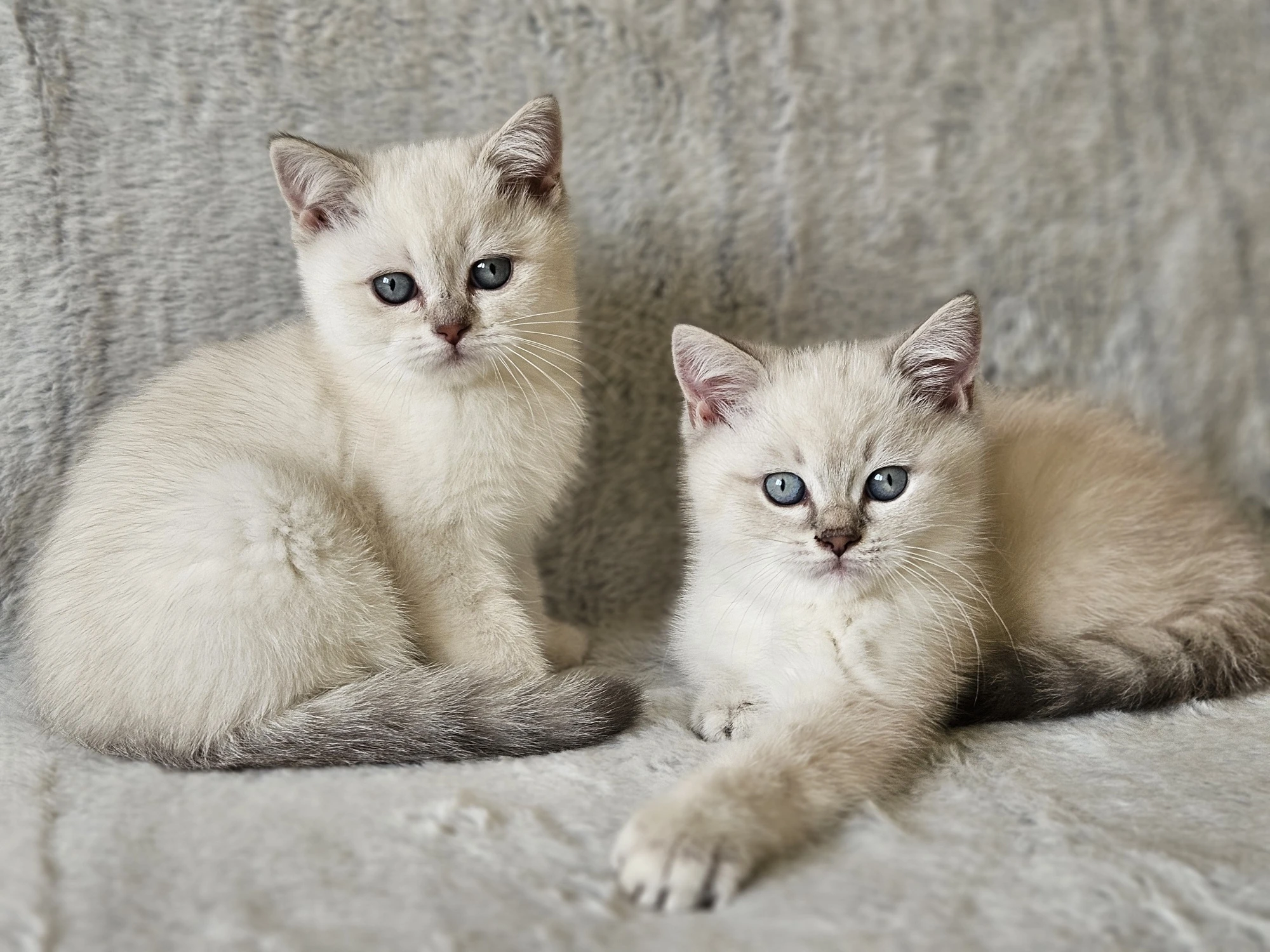 Britská colourpoint koťátka s PP