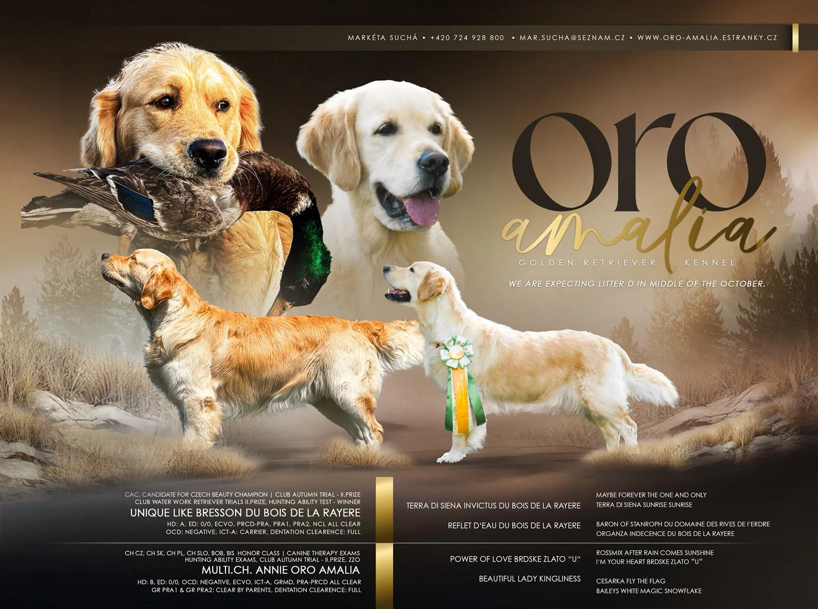 Zlatý retriever s PP - zlatý pejsek