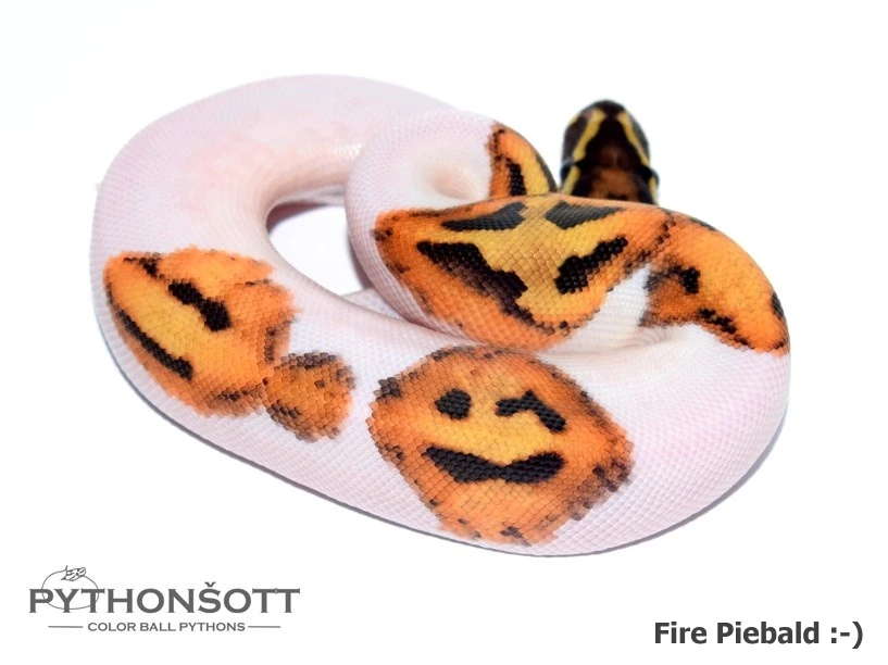 Aktualizovaná nabídka mláďat Krajty královské