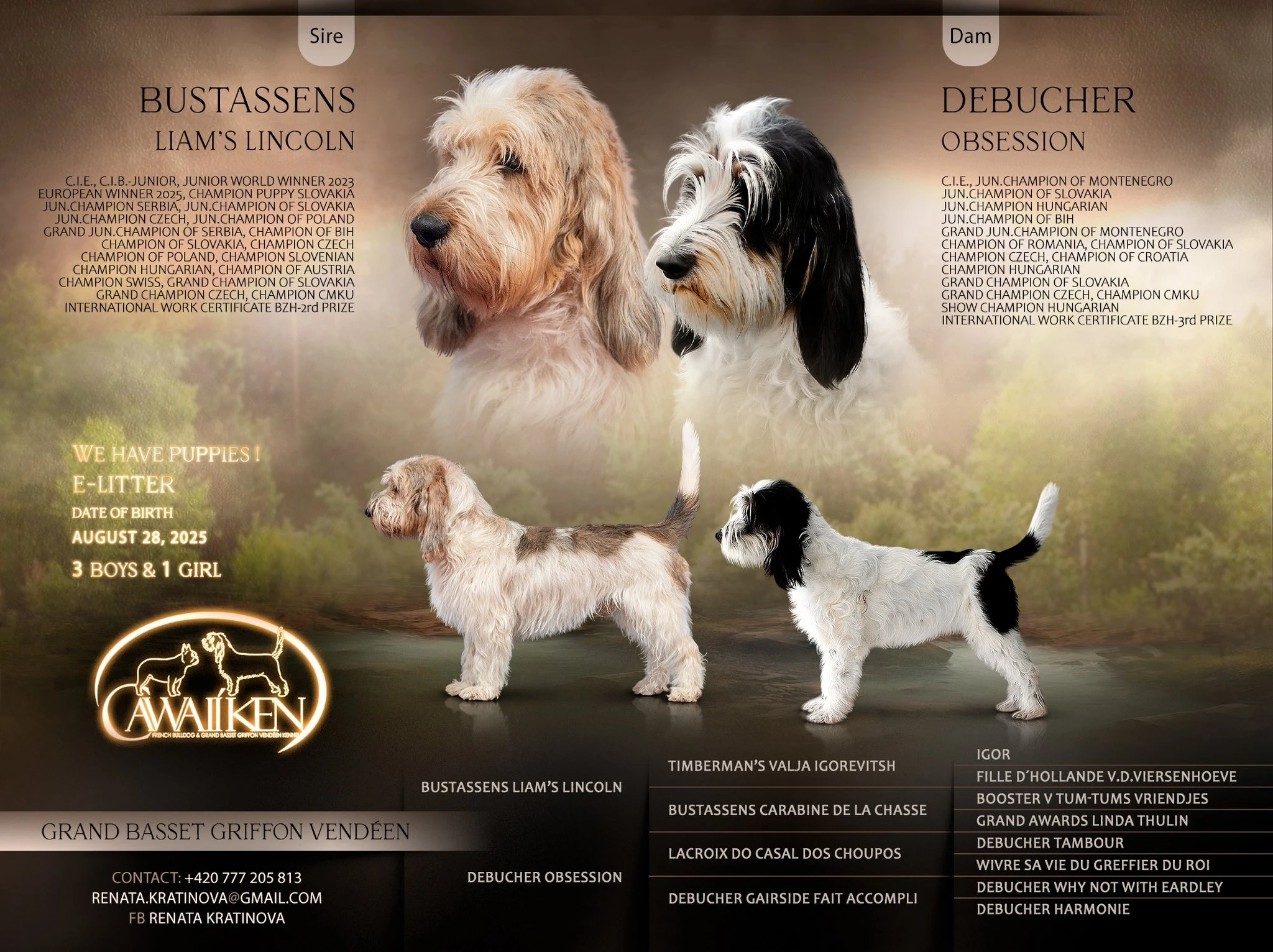 Velký hrubosrstý vendéeský basset